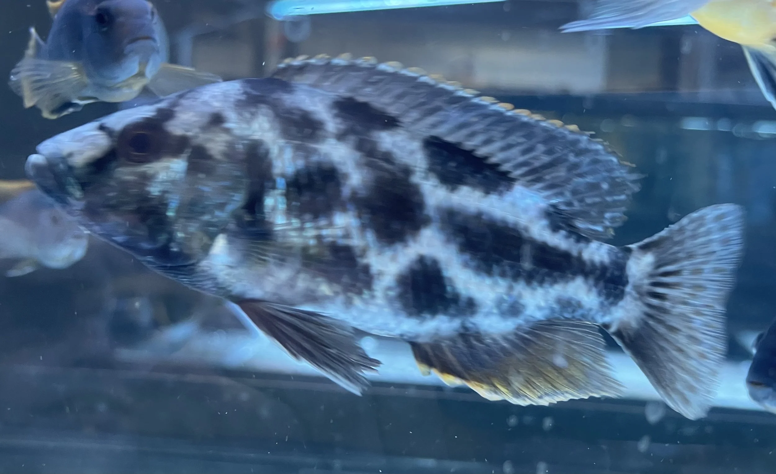 A black and white fish swimming in an aquarium with other fish in the background.
