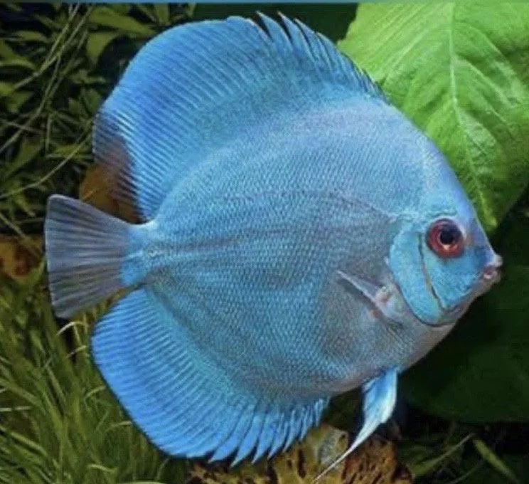 A blue discus fish in a freshwater aquarium with green aquatic plants in the background.