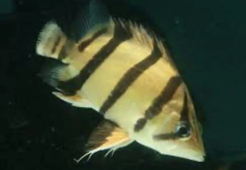 A close-up of a yellow and black striped fish swimming in dark water.