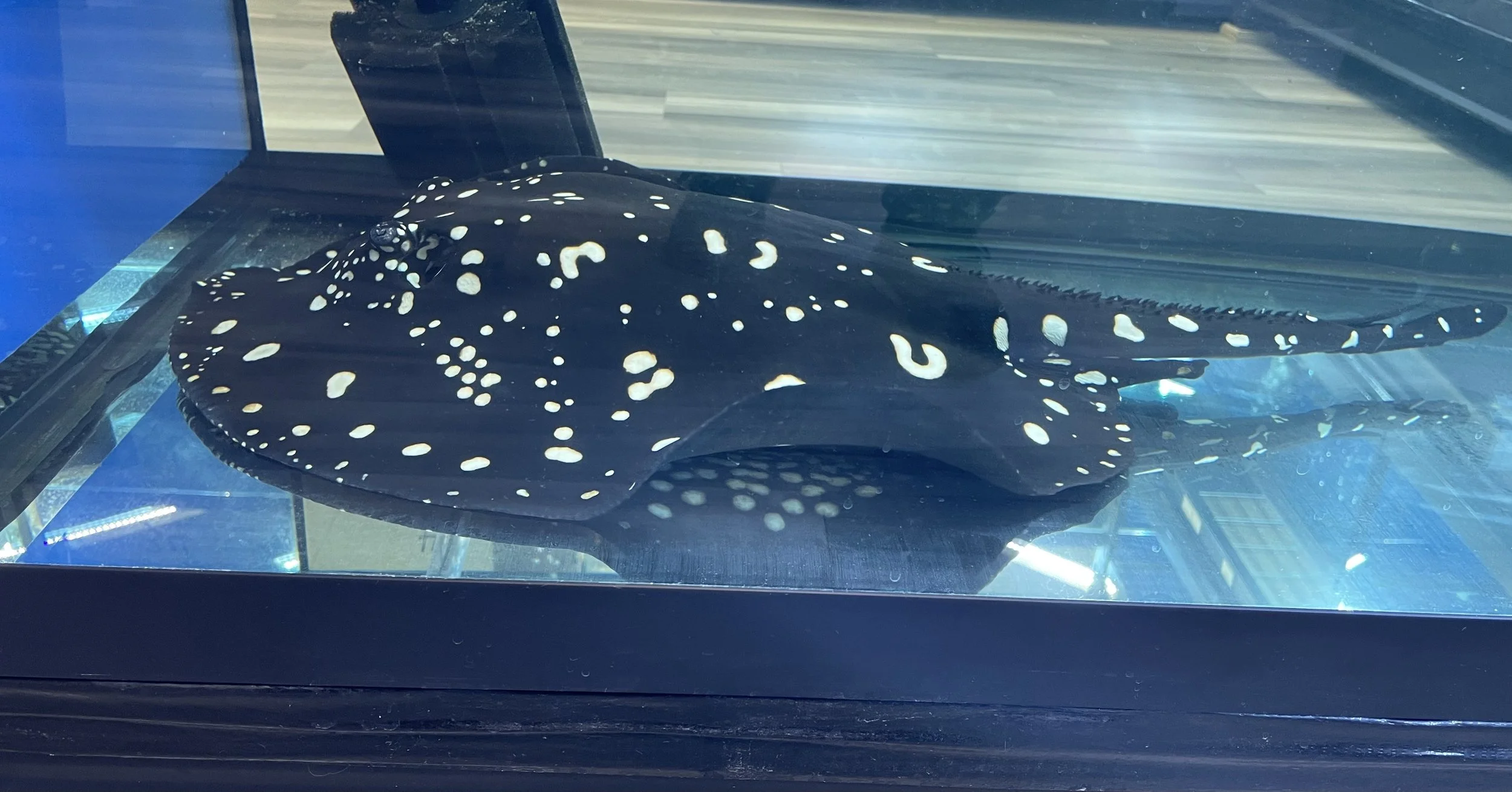 A black stingray with white spots resting on the bottom of an aquarium tank.