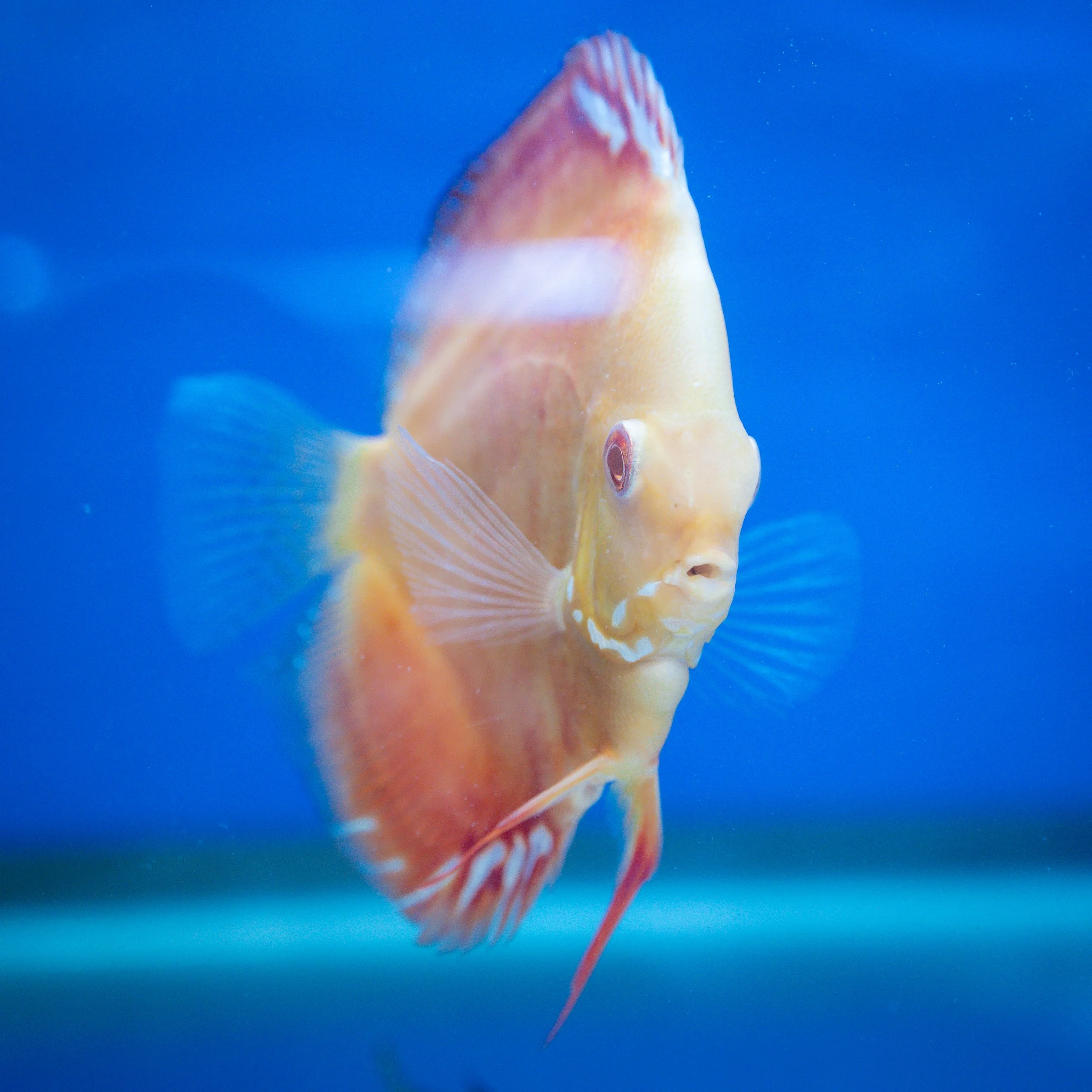A colorful fish with pale yellow and orange markings swimming in blue water.