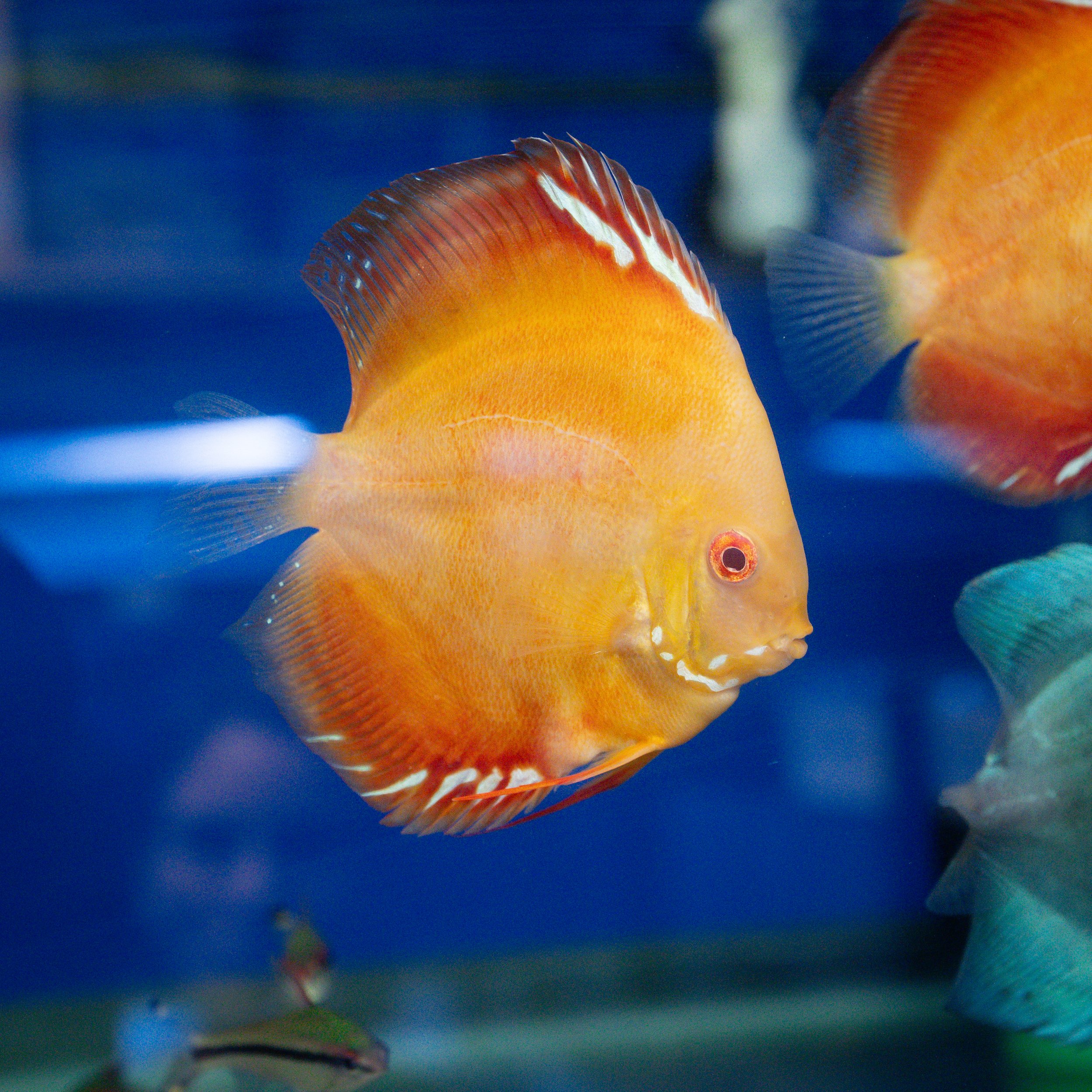 Orange discus fish swimming in an aquarium with blue water.