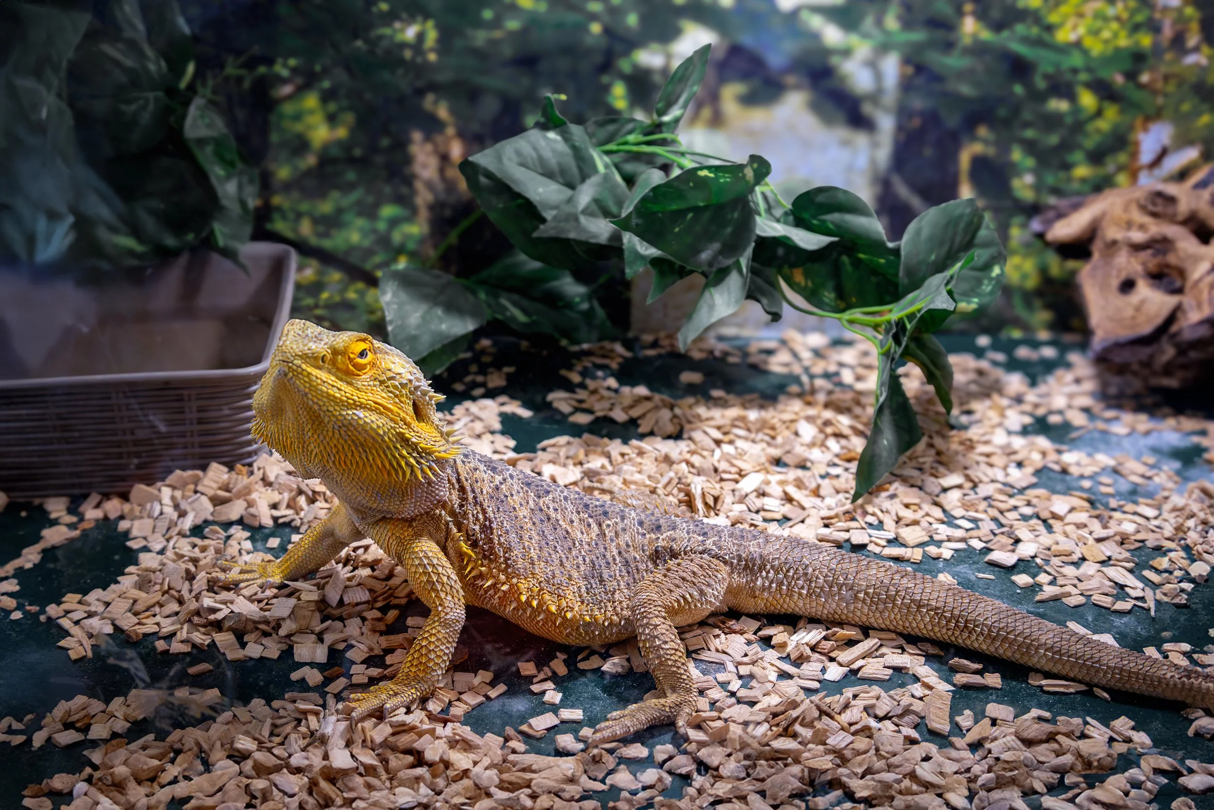 A yellow and brown bearded dragon lizard resting on a bed of wood chips with green leafy plants and rocks in the background.