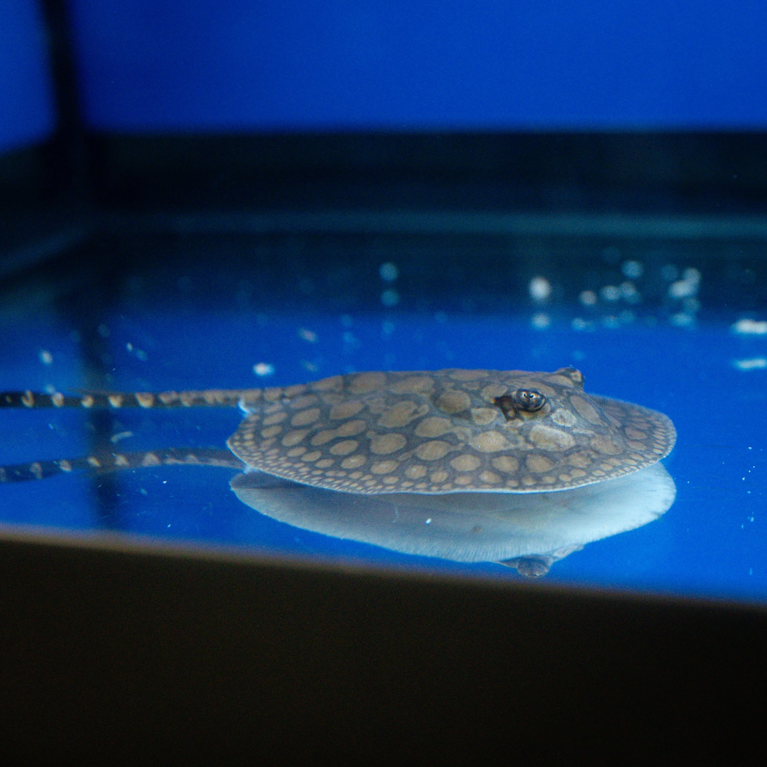 A spotted ray fish swimming in an aquarium with a blue background, its reflection visible on the water's surface.