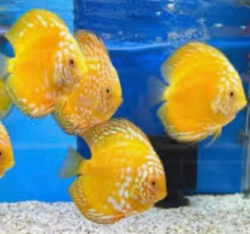 Several yellow and white spotted fish swimming in an aquarium.