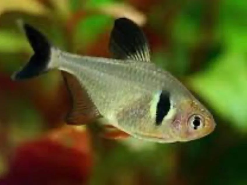 A fish with a unique black marking near its eye swimming in a green and red aquatic environment.