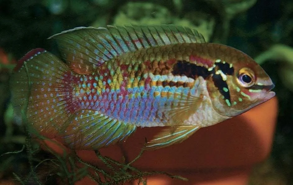 Colorful tropical fish with green, pink, blue, and yellow scales swimming in an aquarium