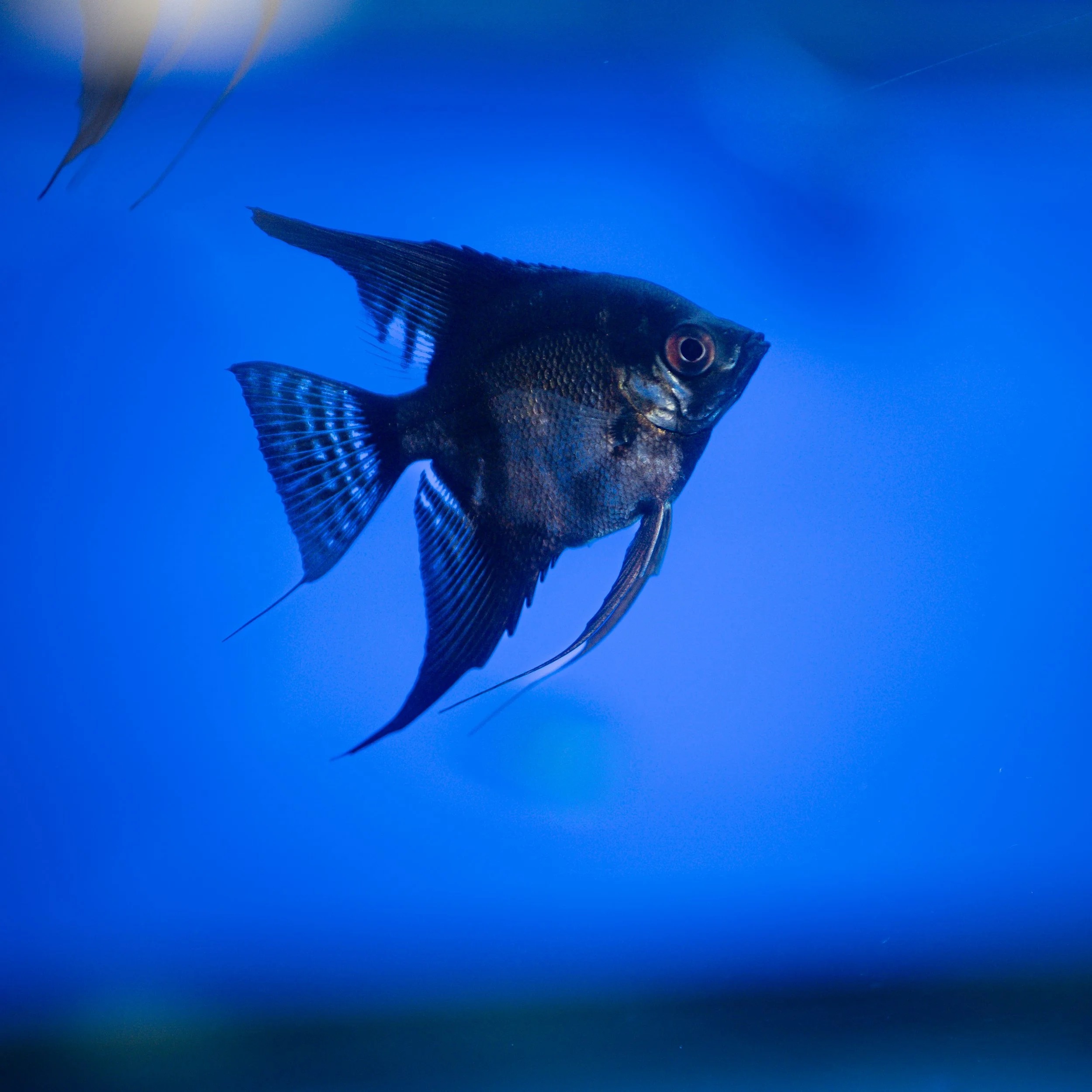 A black angelfish swimming in a blue water background.