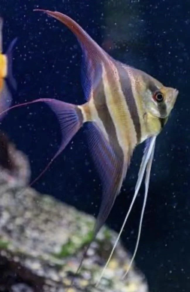 A colorful angelfish with vertical yellow, black, and white stripes swimming in dark blue water near a rock.