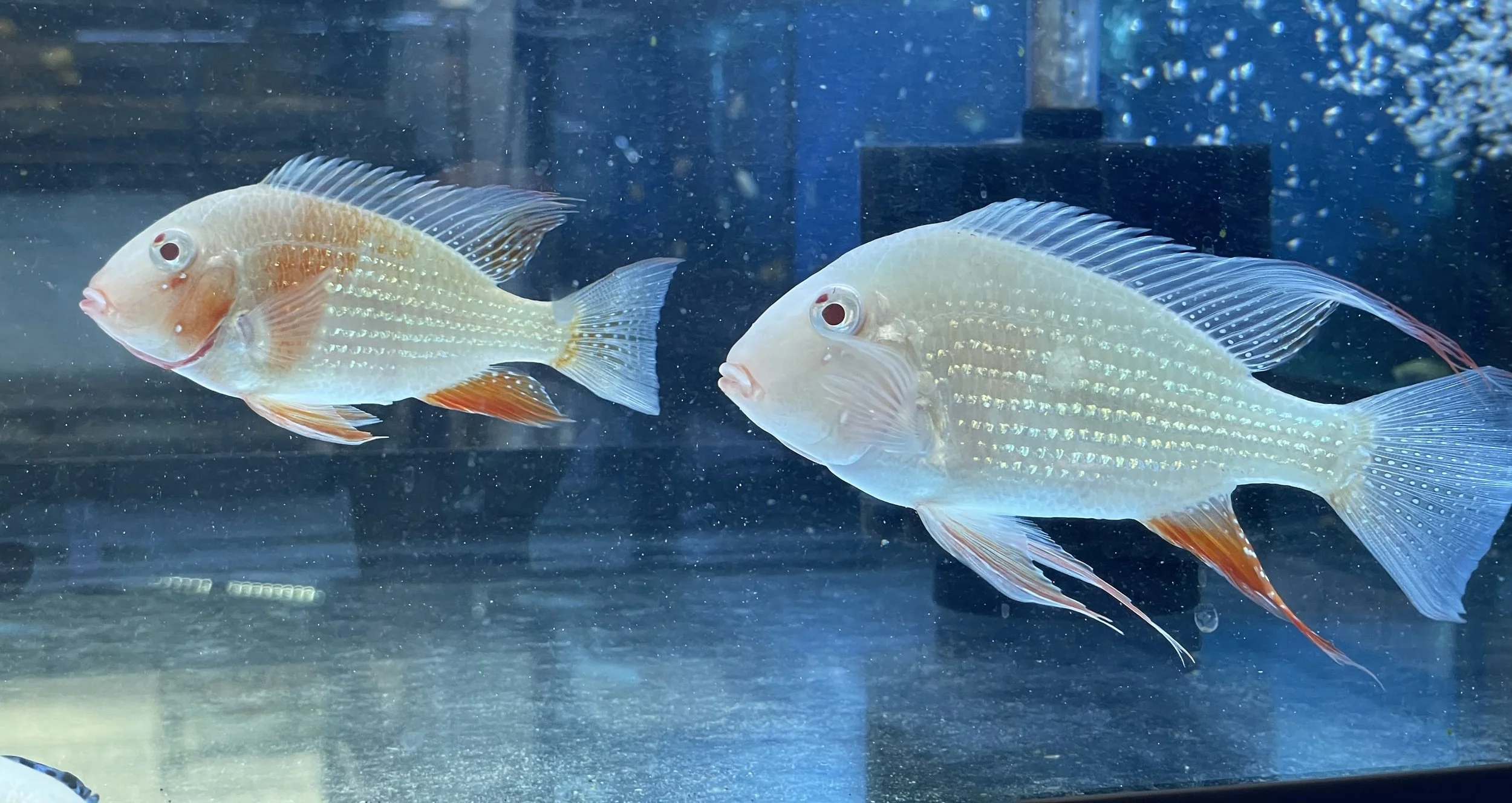 Two colorful fish swimming in an aquarium with blue water and bubbles.