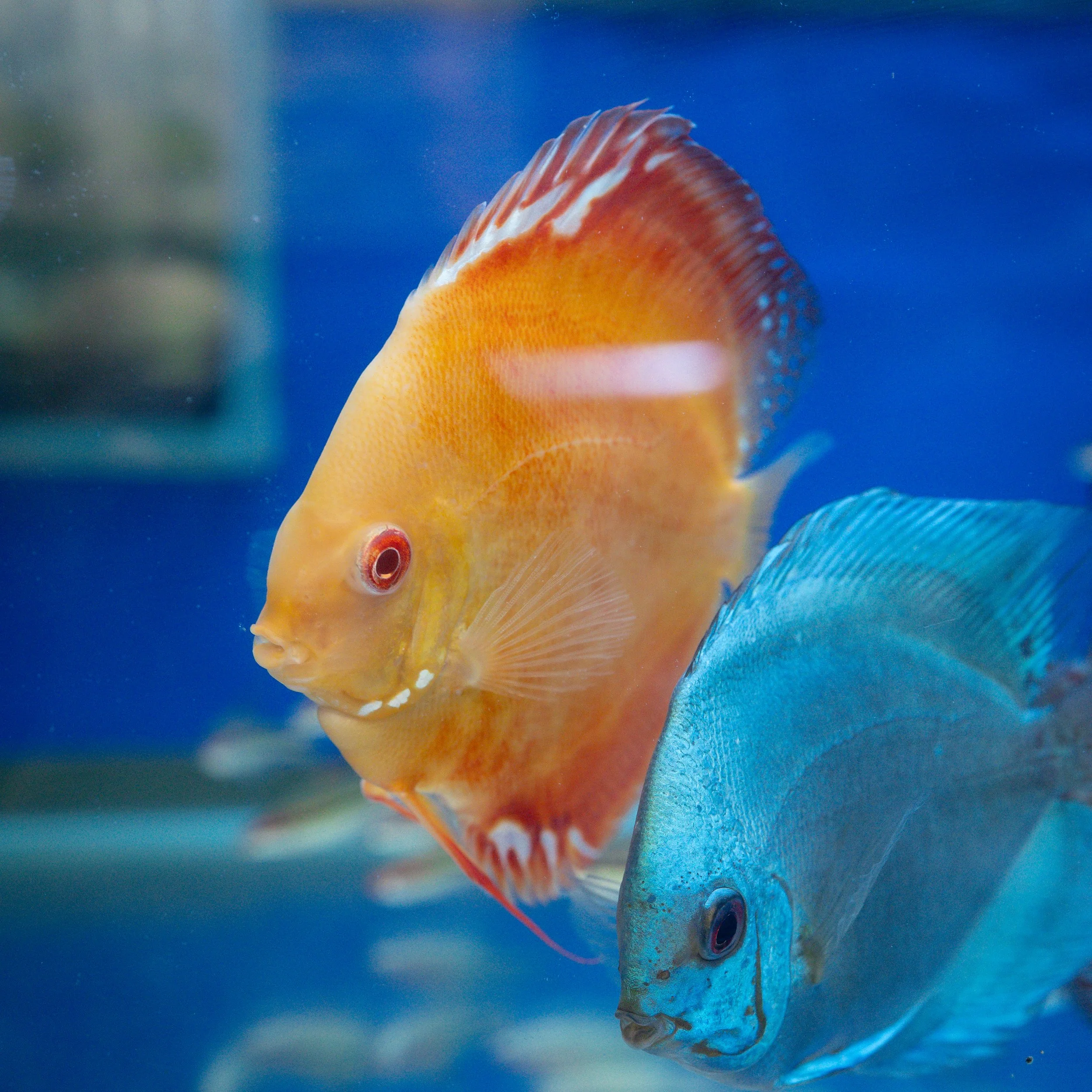 Colorful fish swimming in an aquarium, with one orange and yellow fish and one blue fish.