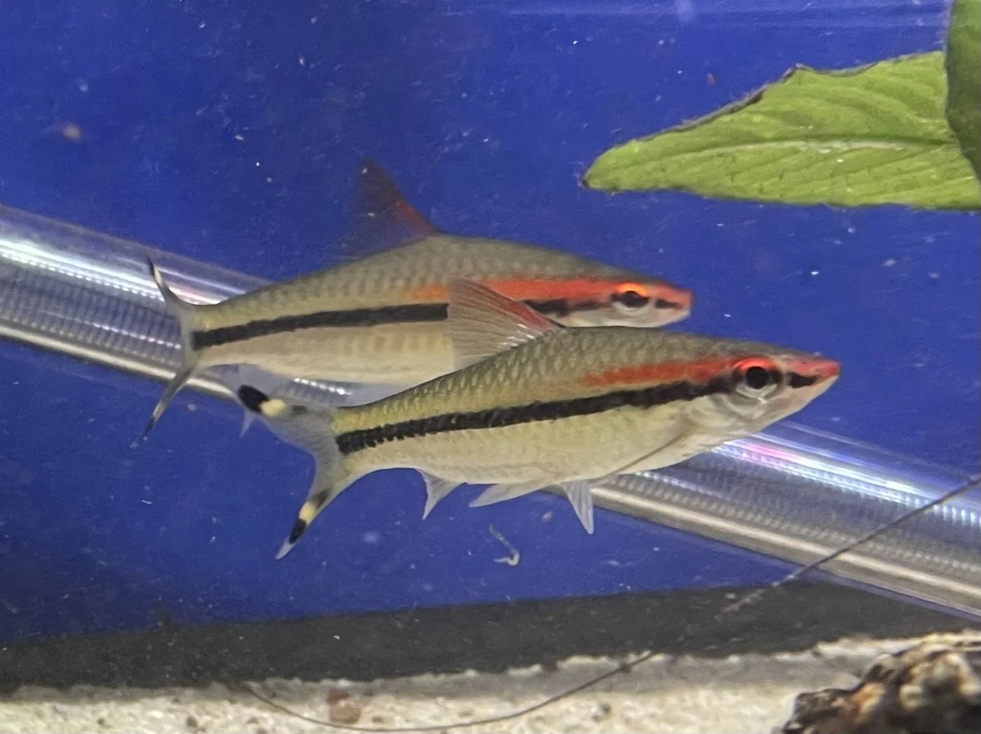 Two striped fish swimming in an aquarium with a blue background and green leaf, with a dark stripe running from head to tail.