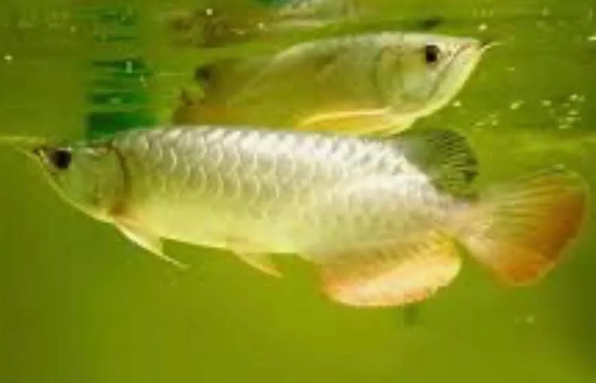Two fish swimming in green water, one larger with orange and yellow fins and one smaller, more transparent with a darker head.