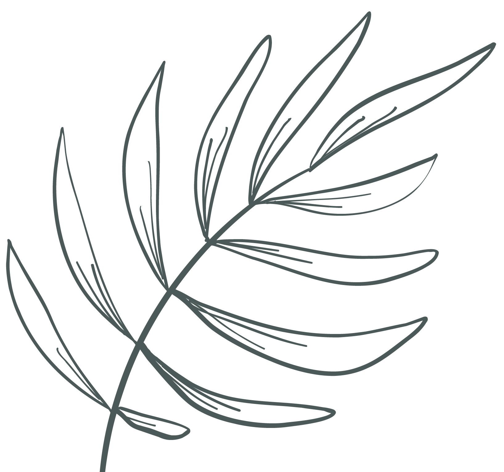 Line drawing of a single elongated leaf with multiple smaller leaves branching off from the central stem, on a black background.