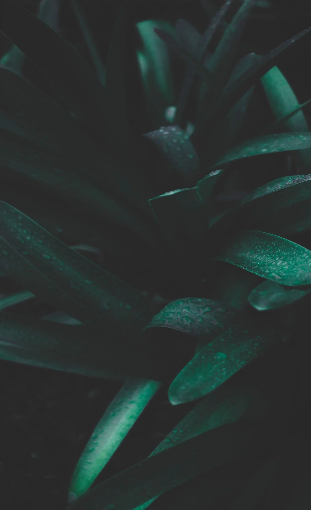 Dark green tropical plant with water droplets on leaves