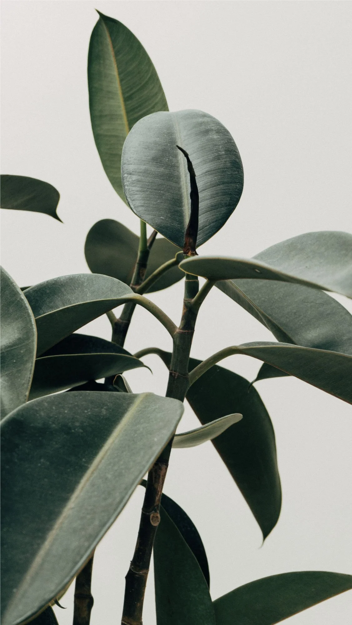 Close-up of a green houseplant with broad leaves, some showing damage, against a plain, light background.