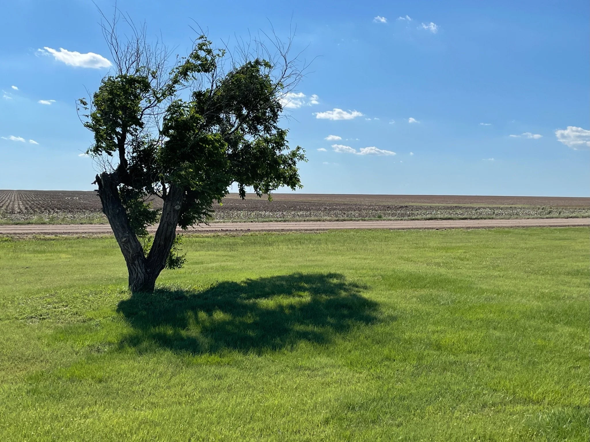 A lone tree in a Kansas field under a wide sky, symbolizing resilience and growth.