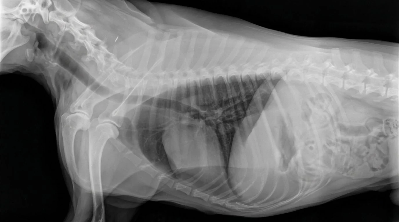 Canine Thorax Radiograph