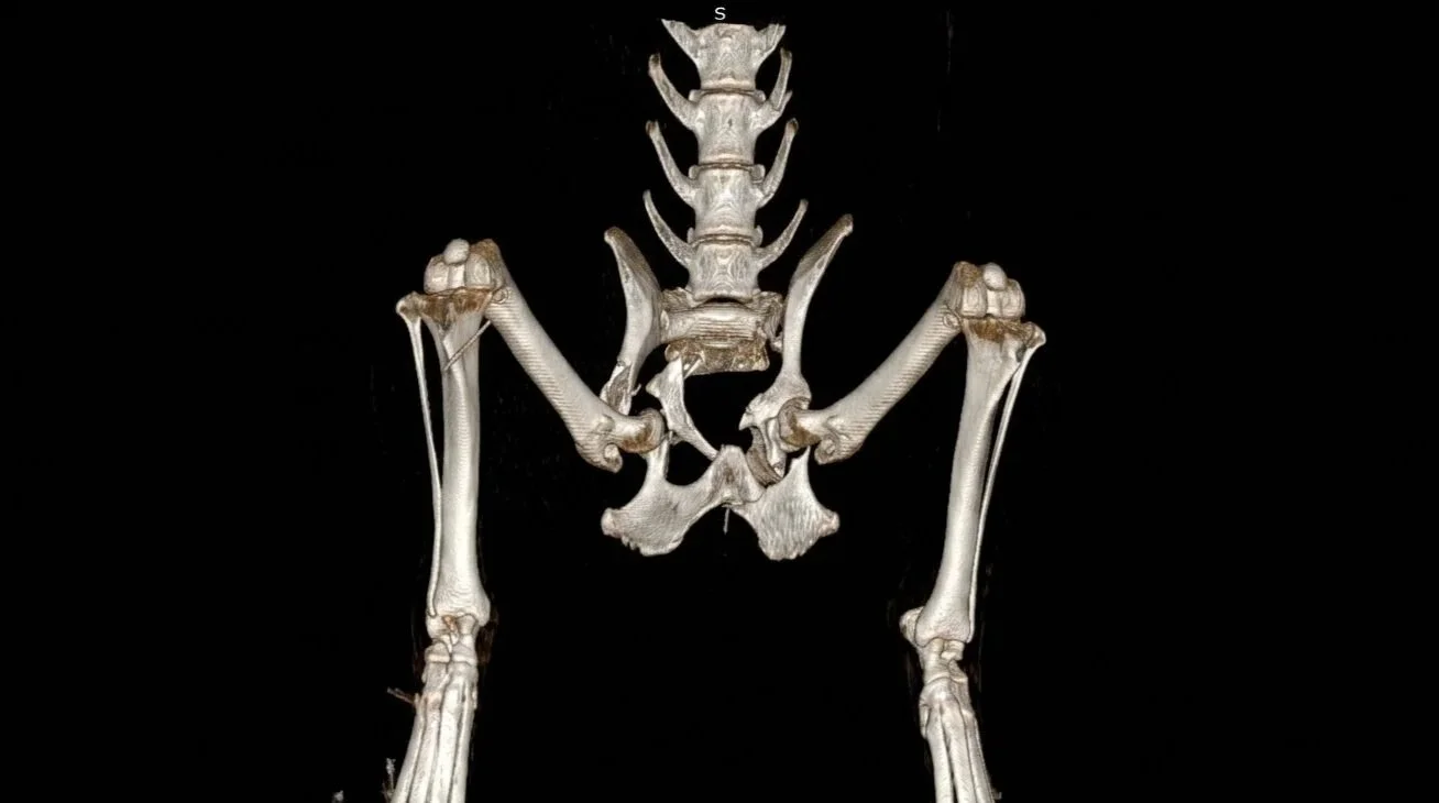 Pelvic 3D Reconstruction