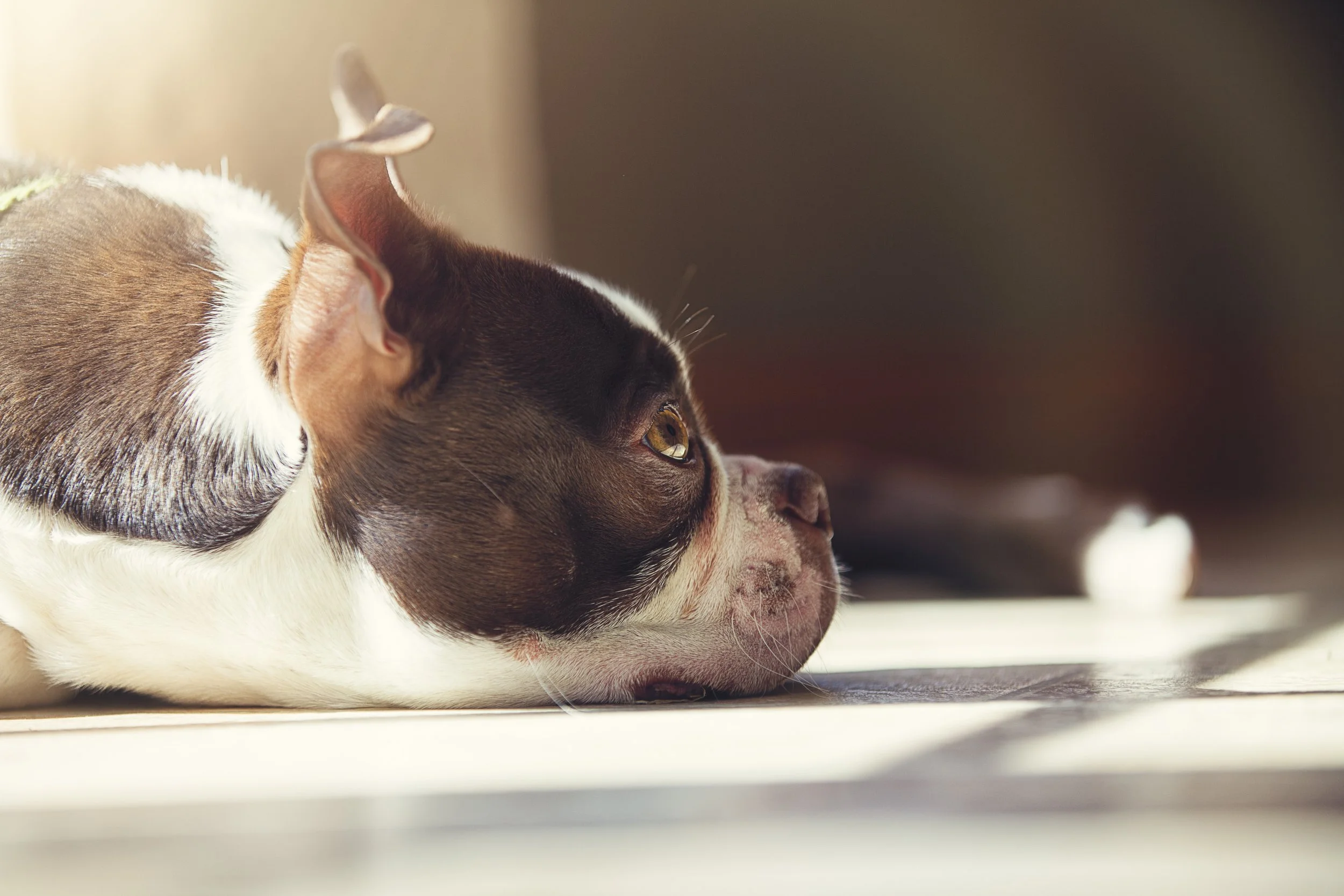 Summer Pet Safety in Lakewood Ranch: Fireworks, Heat, Toads &amp; More