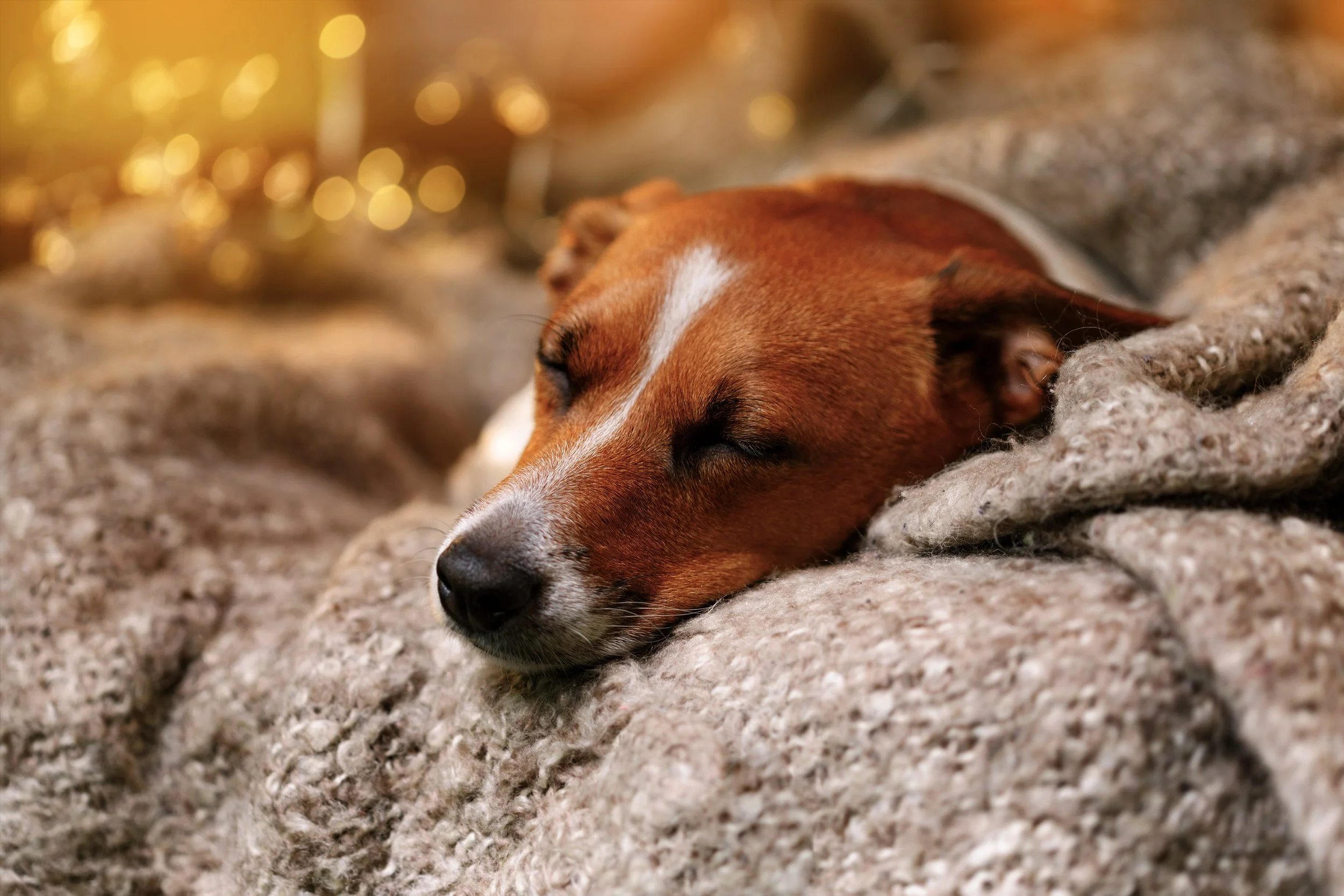 Veterinary Acupuncture and Laser Therapy: A Complete Guide for Lakewood Ranch Pet Owners