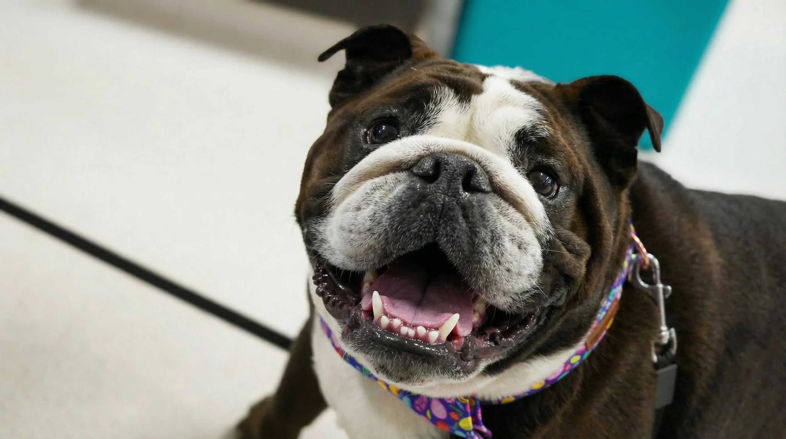 Why Pet Dental Care Matters More Than You Think