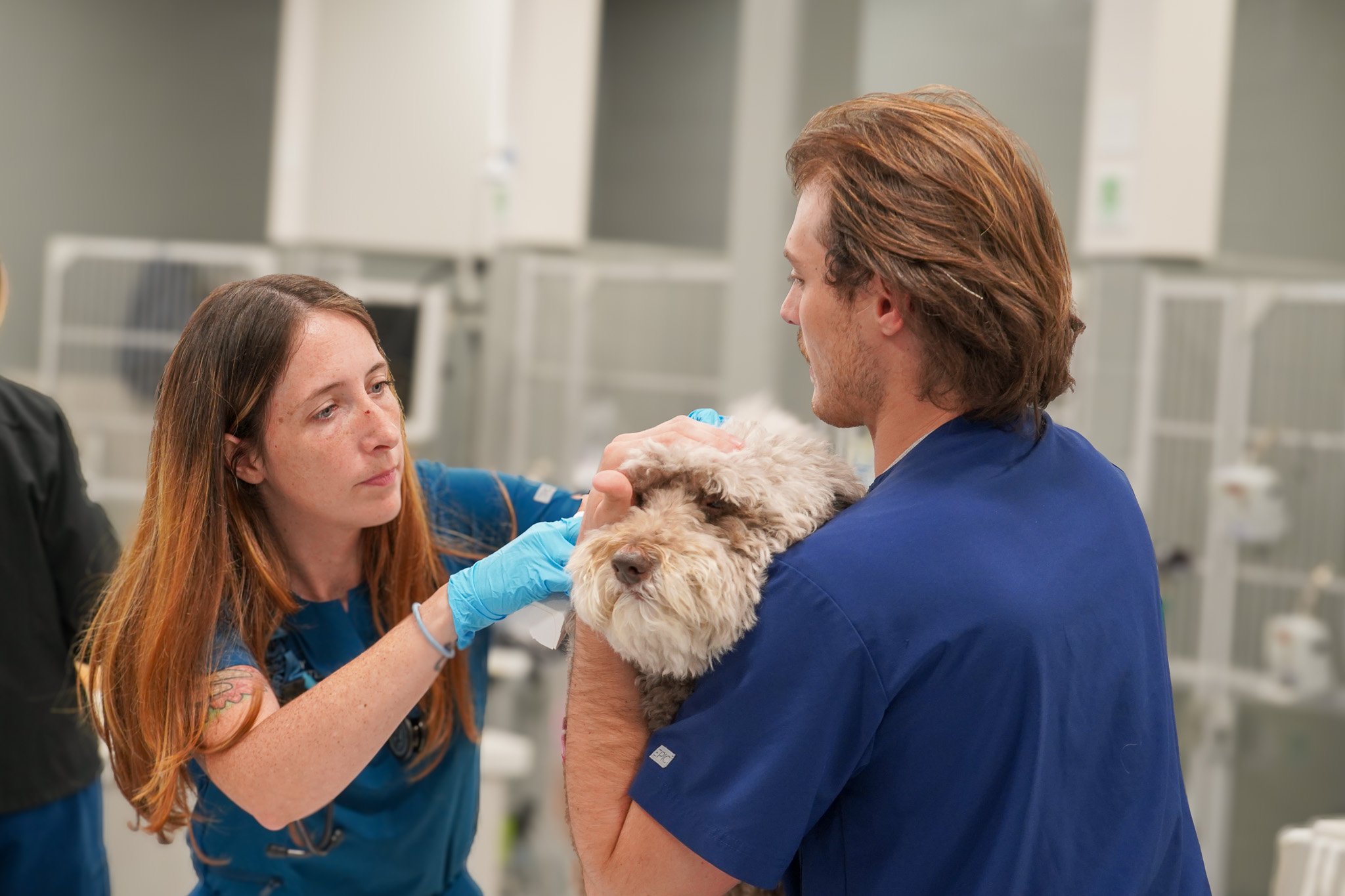 The Complete Puppy Vaccination Schedule for Lakewood Ranch Pet Owners