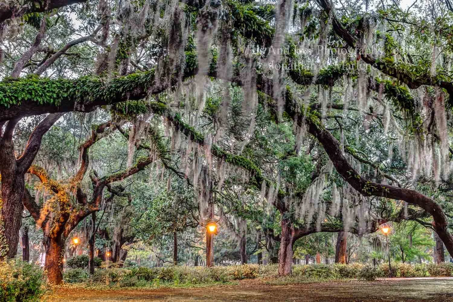 savannah-forsyth-forest-194.jpg