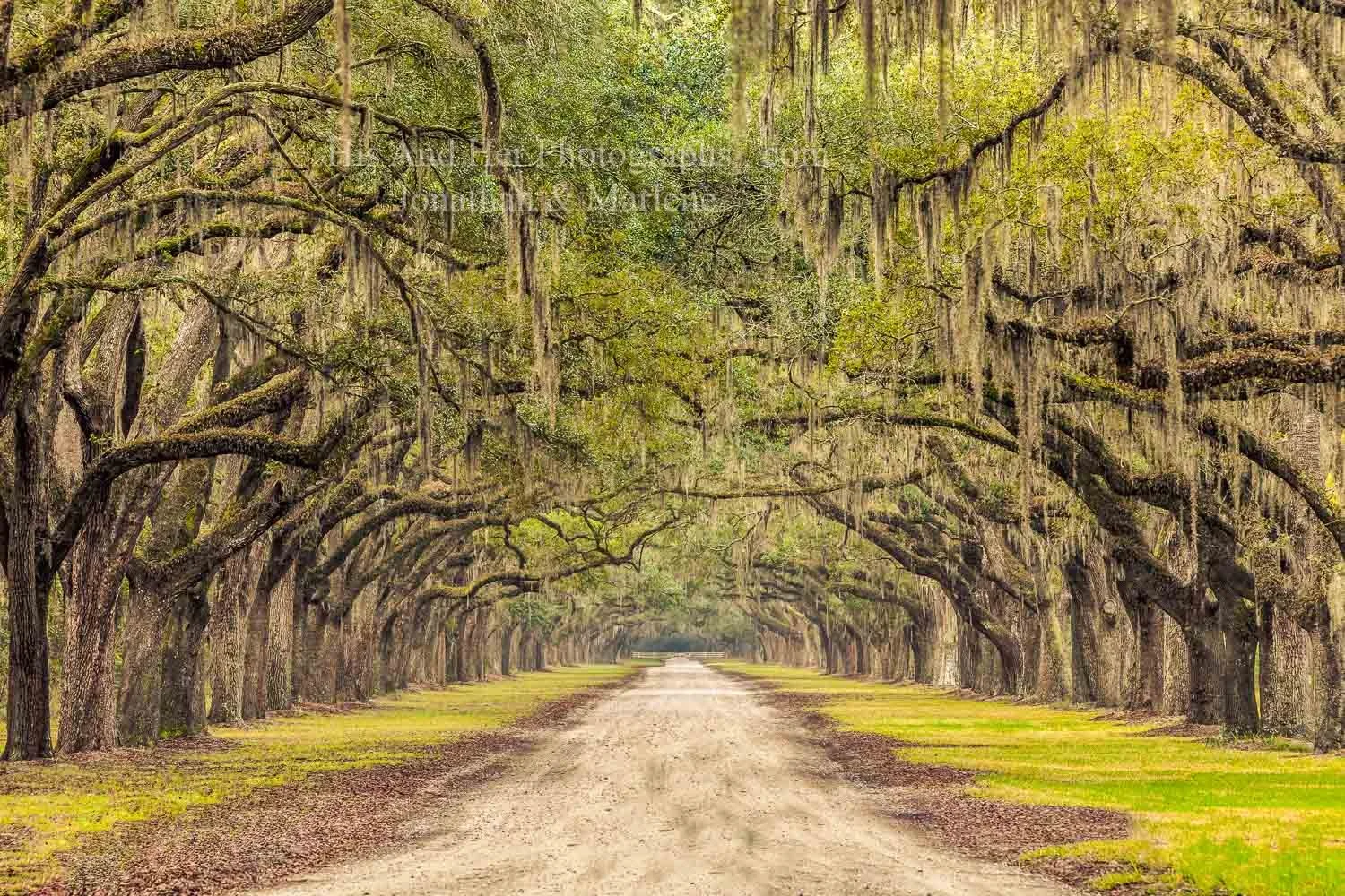 savannah-wormsloe-driveway-79.jpg
