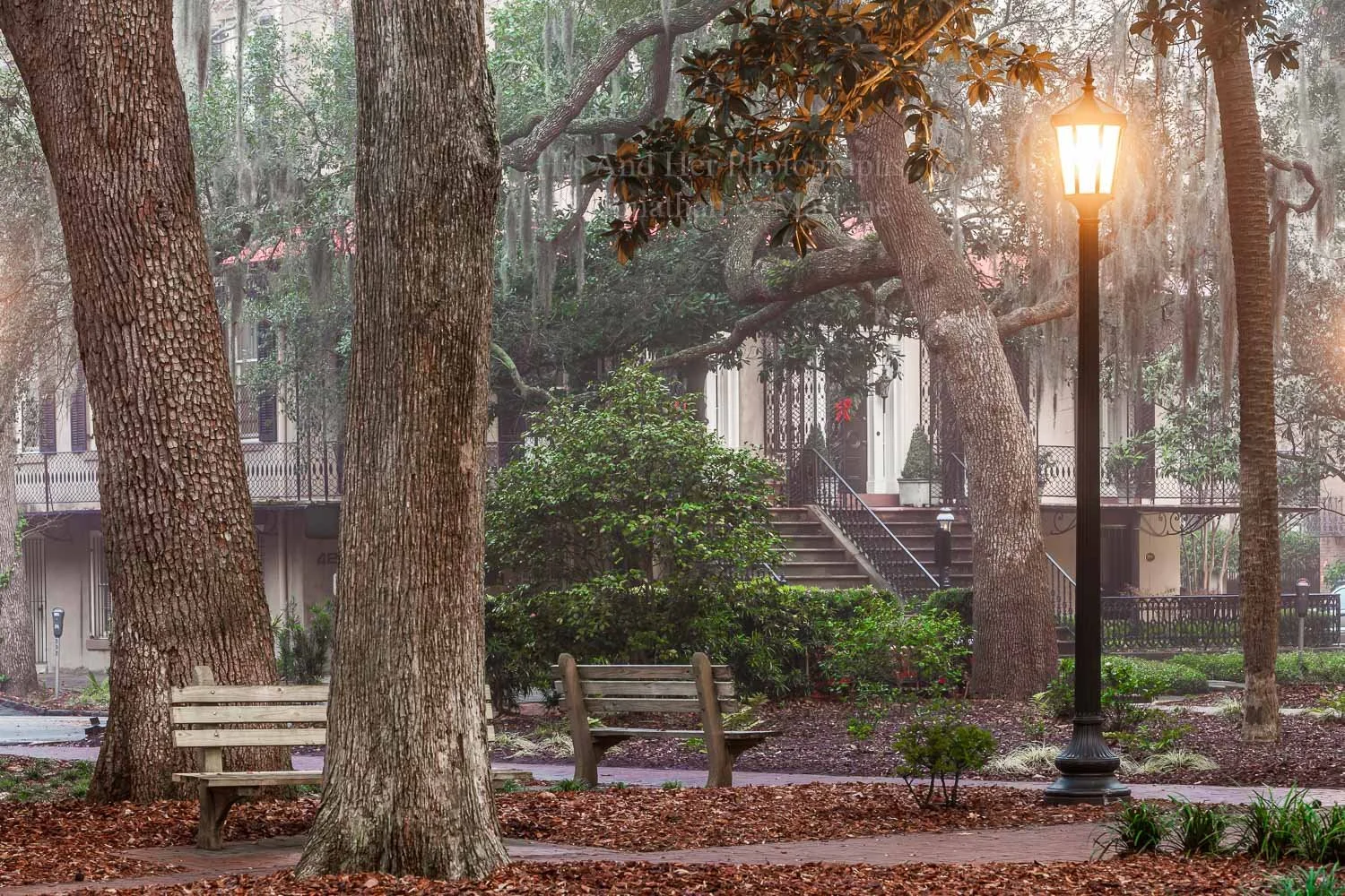 fog-savannah-square-7.jpg