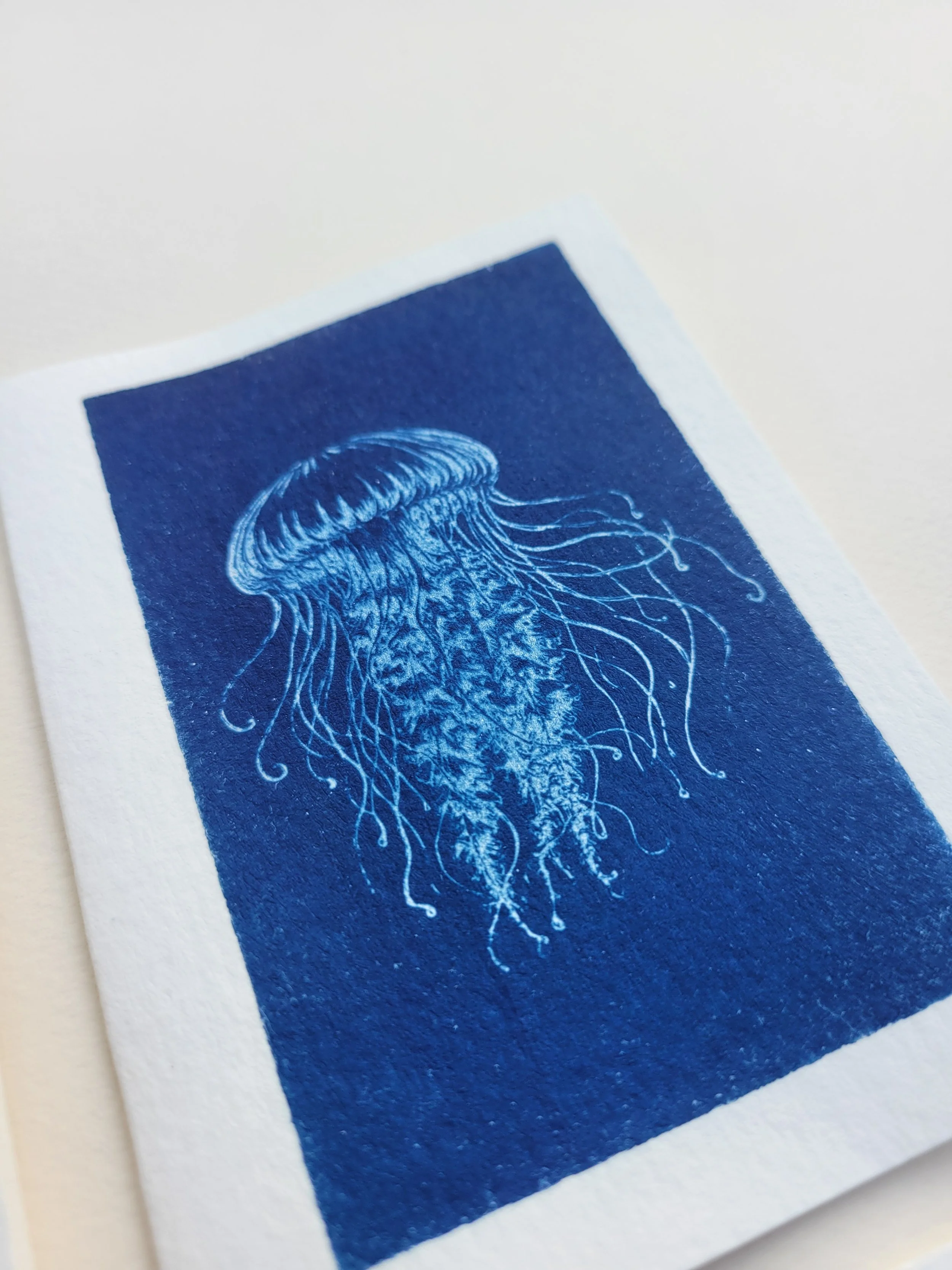 Sealife | 3×5 Note Cards