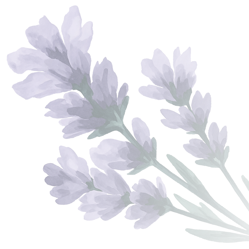 Digital illustration of purple lavender flowers with green stems and leaves.