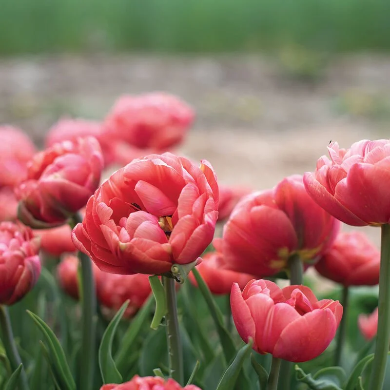 04850_01_copper_image_tulip.jpg