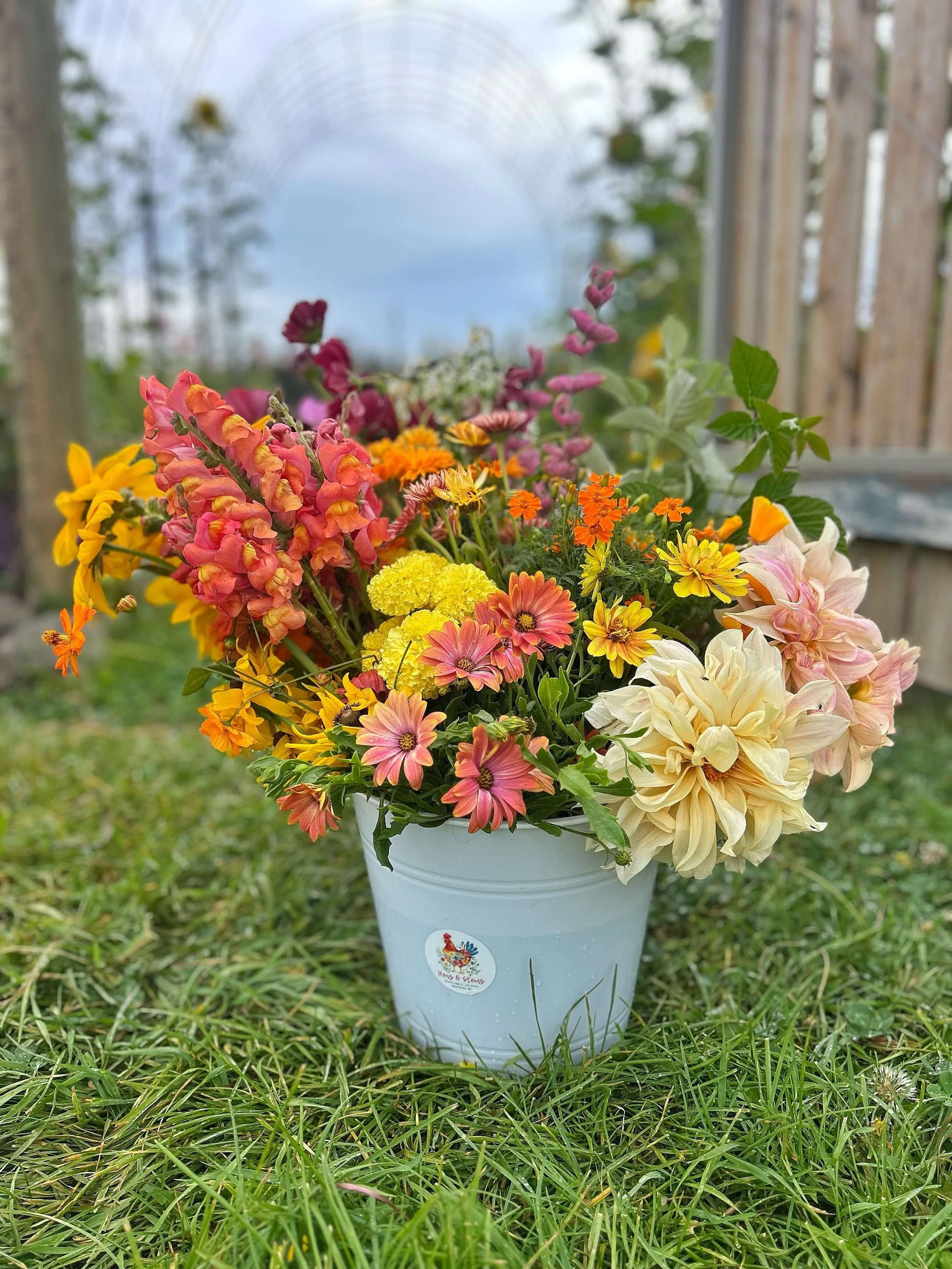 Bucket of Blooms - Customer’s Choice