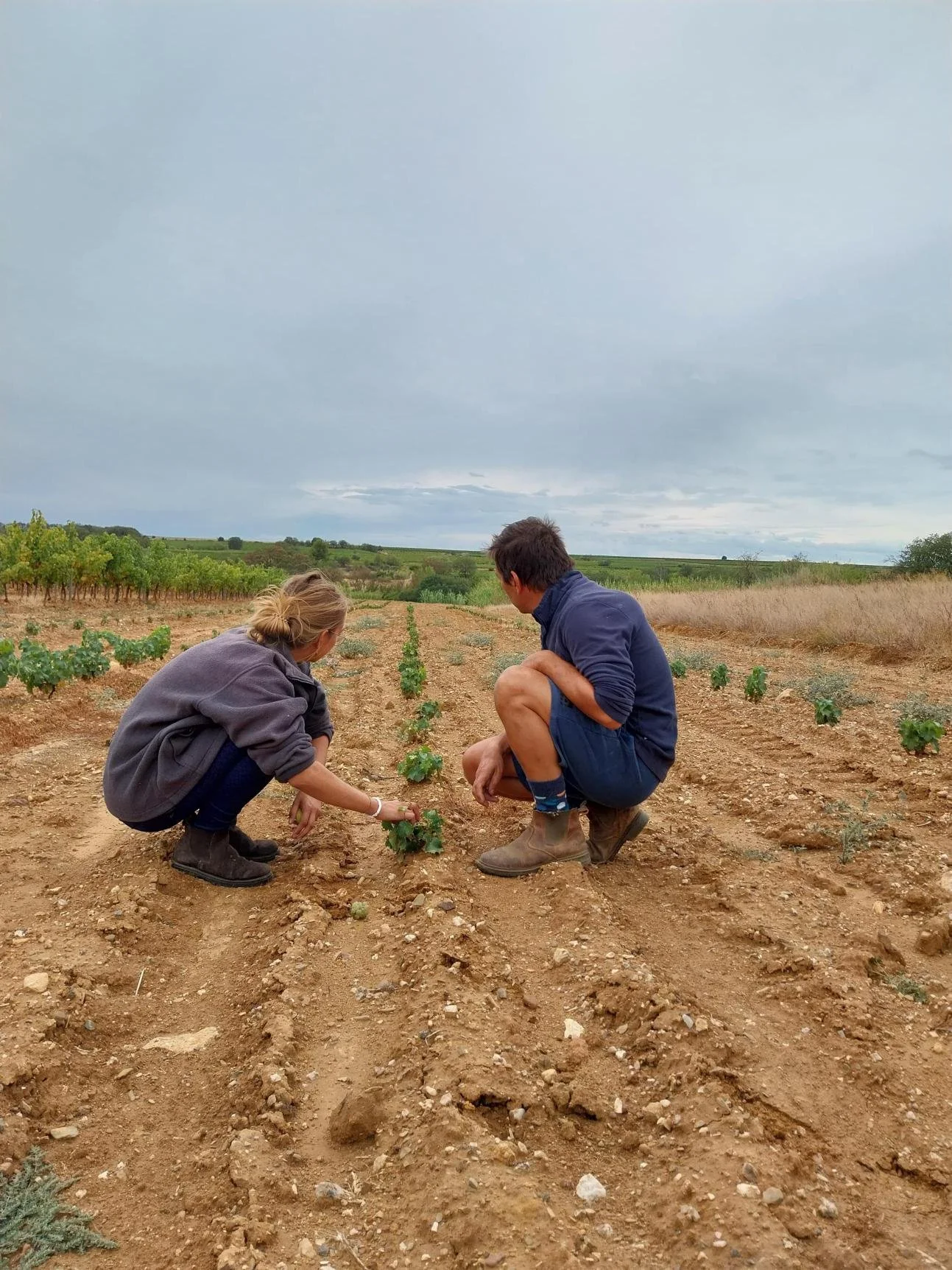 Deux personnes, un homme et une femme, récoltent des petits légumes dans un champ avec un ciel nuageux en arrière-plan.