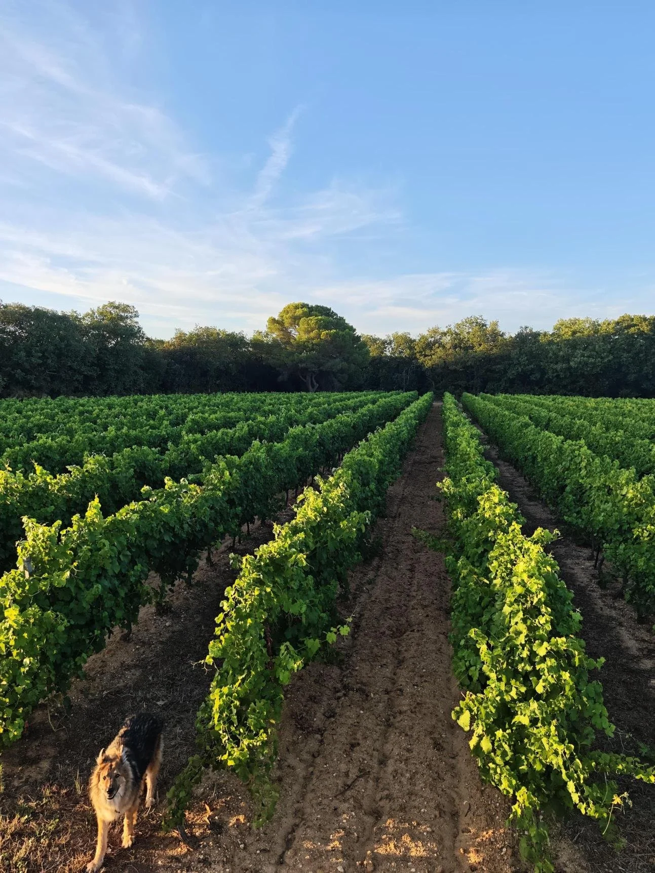 Vignoble avec rangées de vignes vertes, sous un ciel bleu avec quelques nuages, un chien se trouve à gauche au premier plan.