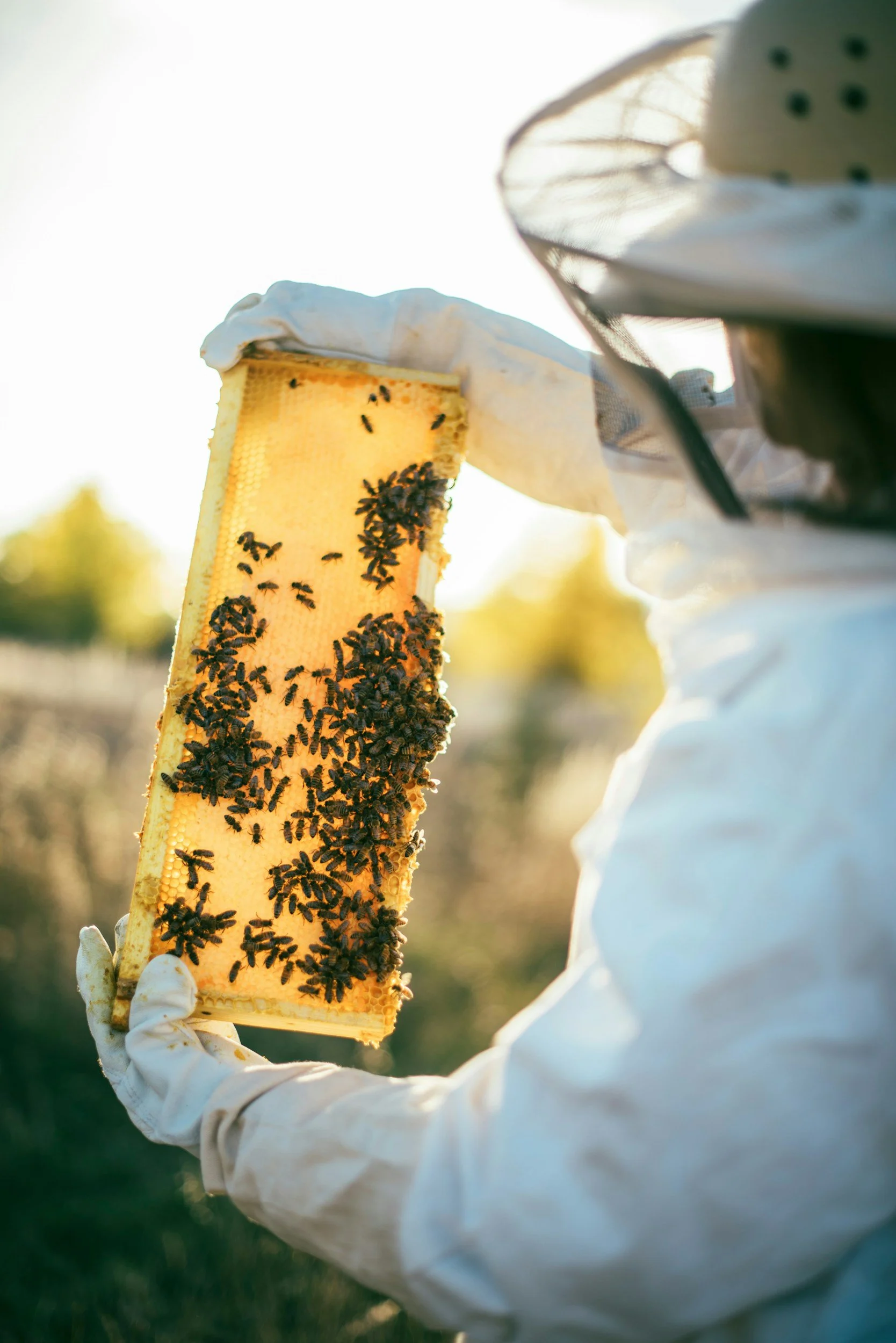 A person in beekeeping gear holding a honeycomb frame with bees inside, outdoors with bright sunlight.