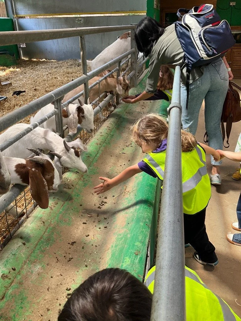 Children and adults feeding goats through a fence at a petting zoo.
