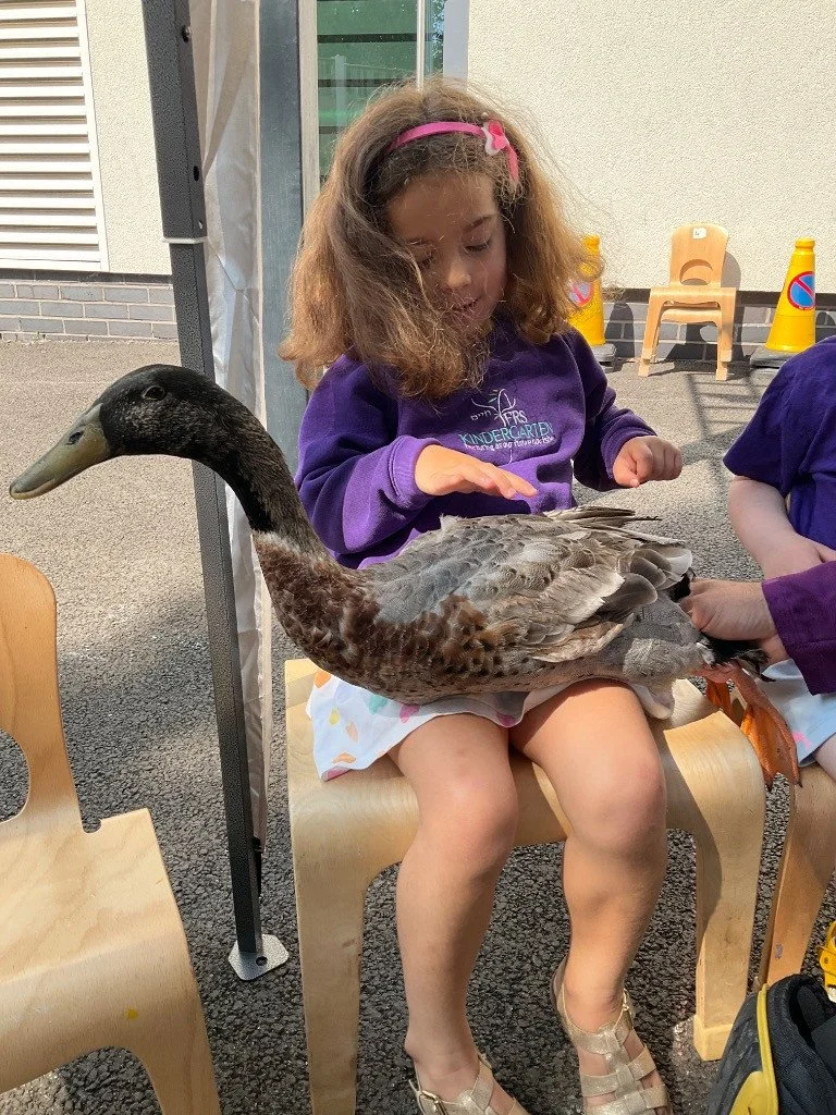 A young girl sitting on a wooden chair with a large goose on her lap. The girl has curly hair, a pink headband, and is wearing a purple sweatshirt and sandals. There are chairs and yellow cones in the background.