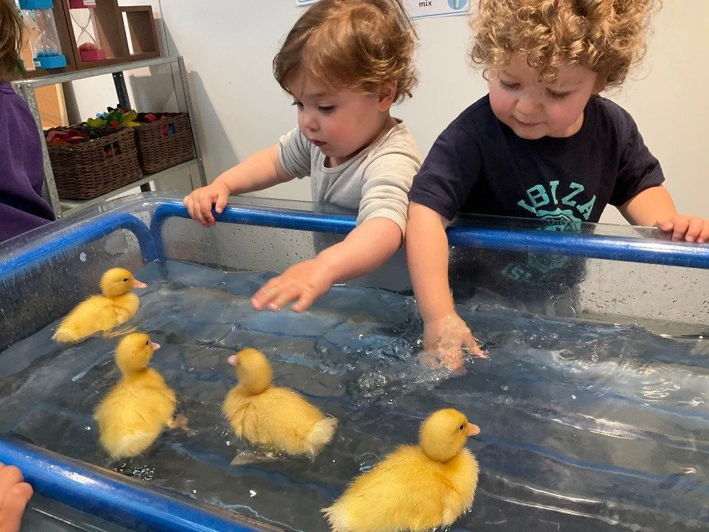 Two young children playing with yellow ducklings in a water table.
