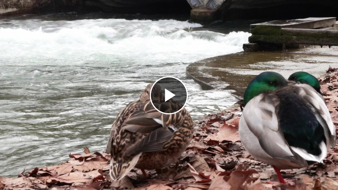 München TV:                                             Kommt nun die private Wiederherstellung der Eisbachwelle?