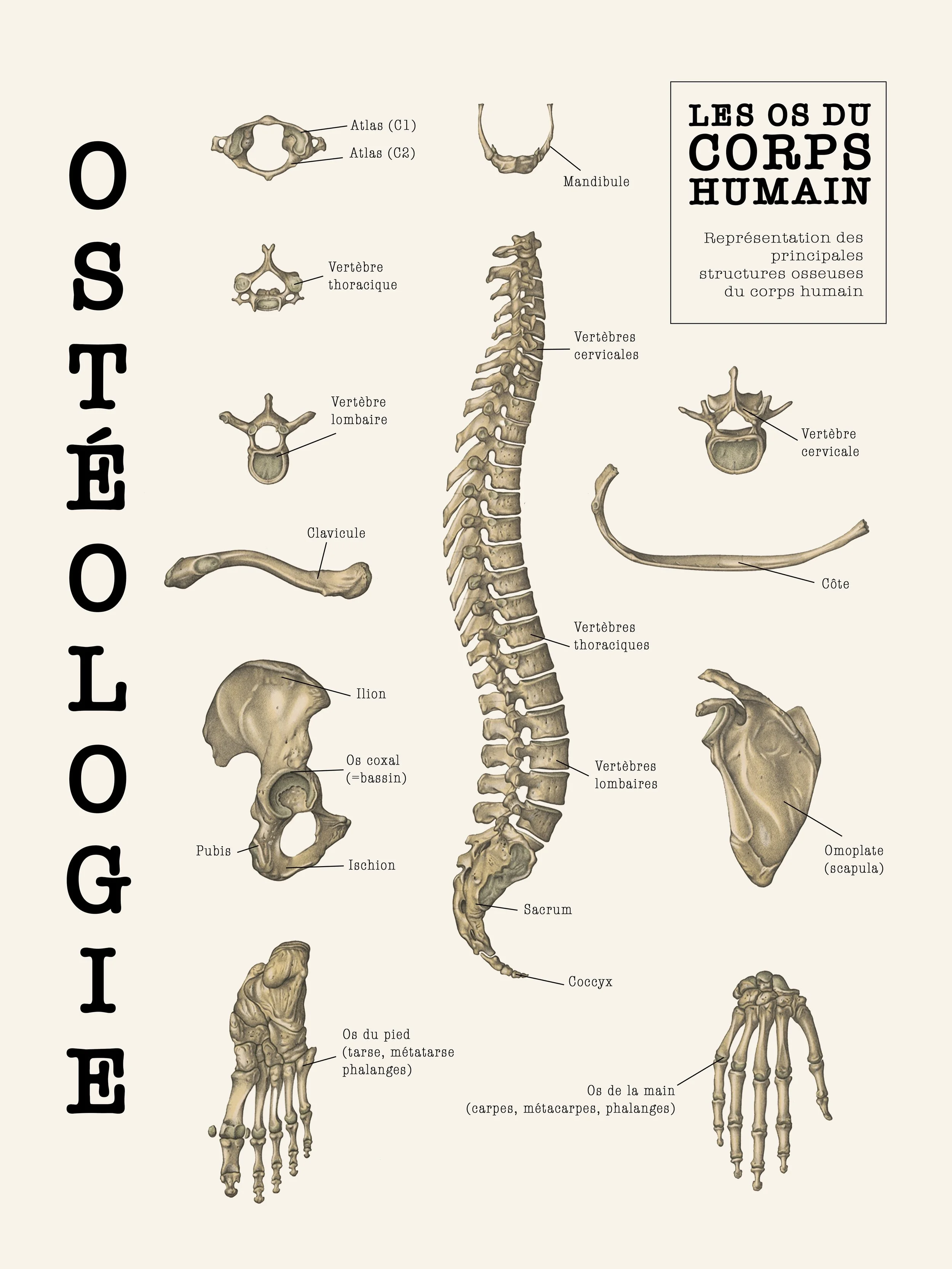 OSTÉOLOGIE (18X24%22).jpg