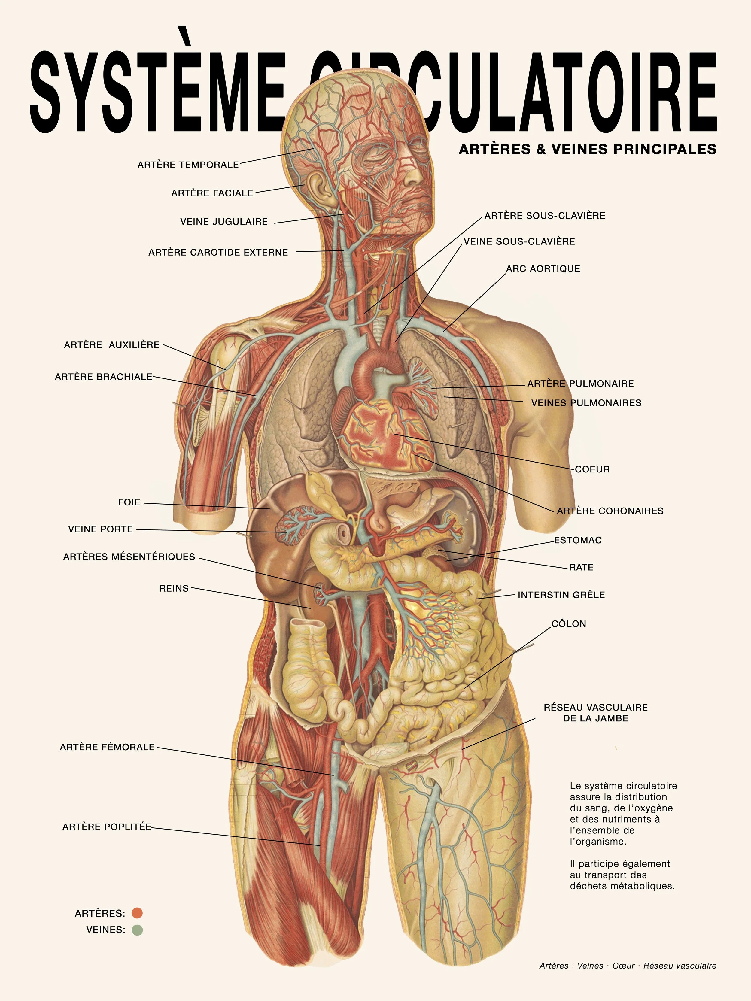 systeme circulatoire (18X24%22).jpg