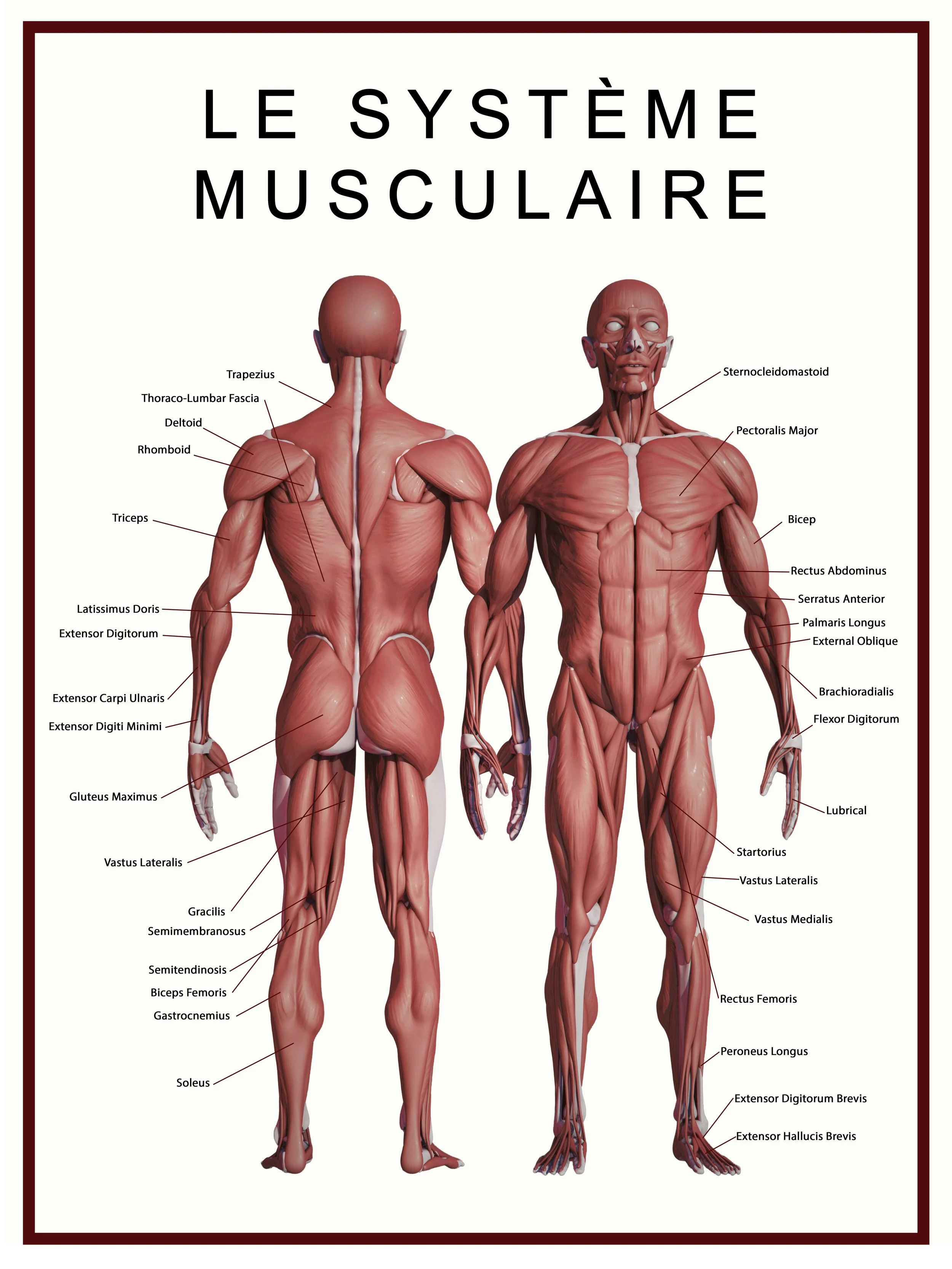 MUSCULAIRE (18X24%22).jpg