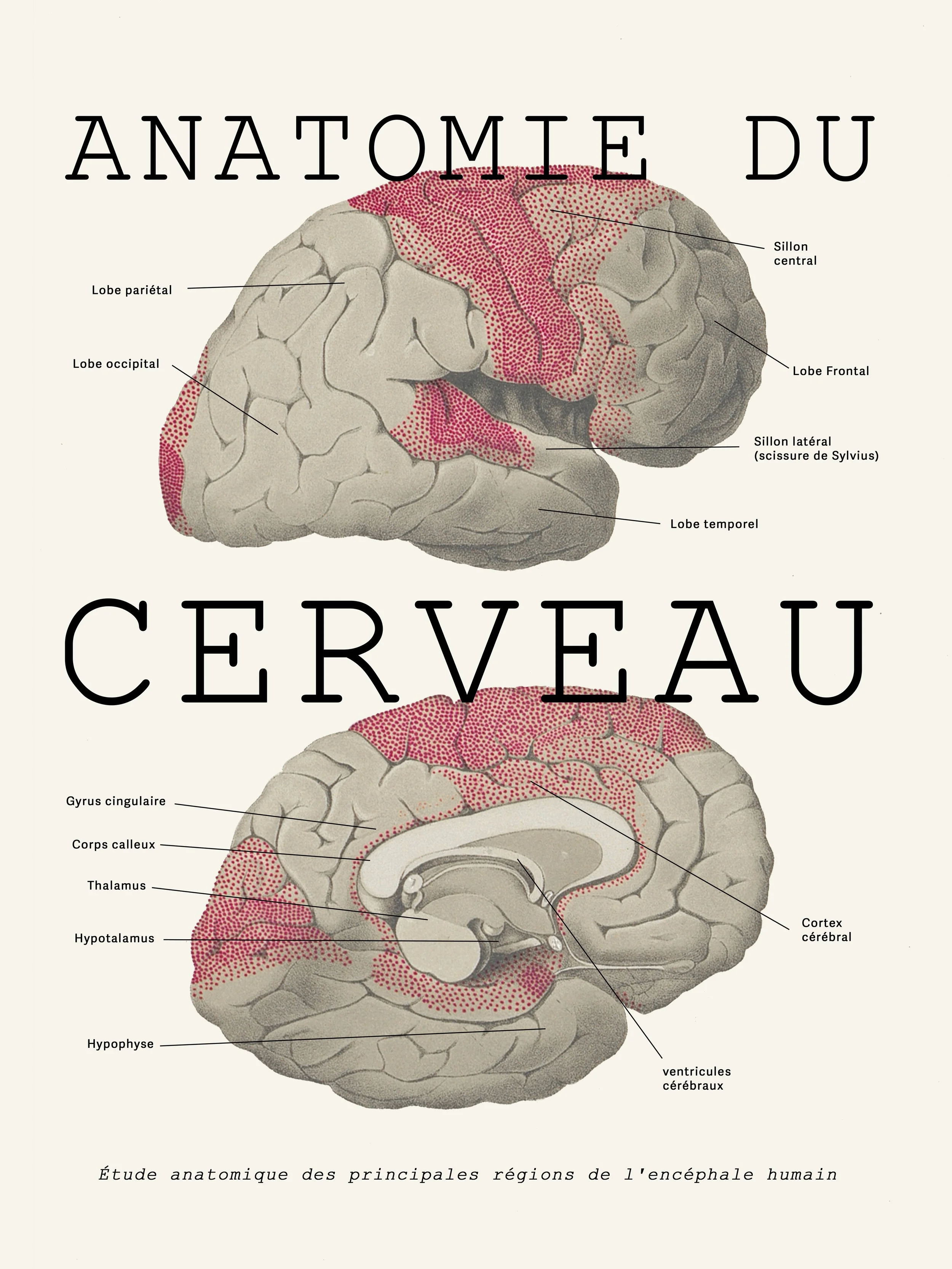 CERVEAU (18X24%22).jpg