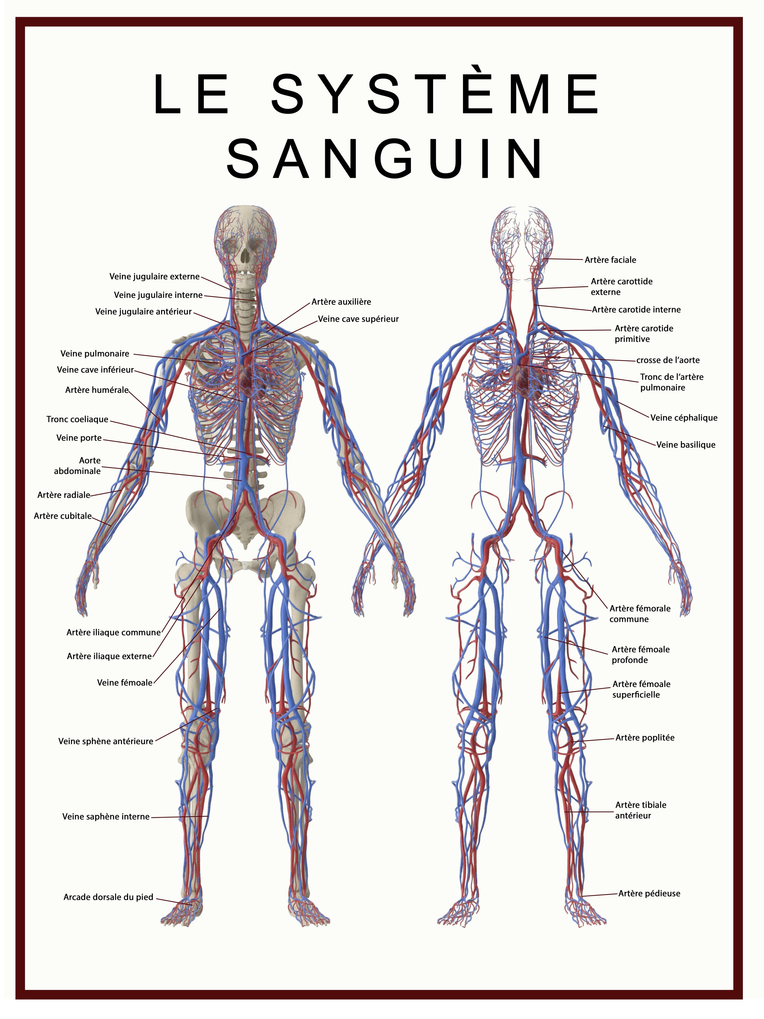 SYSTÈME SANGUIN (18X24%22).jpg