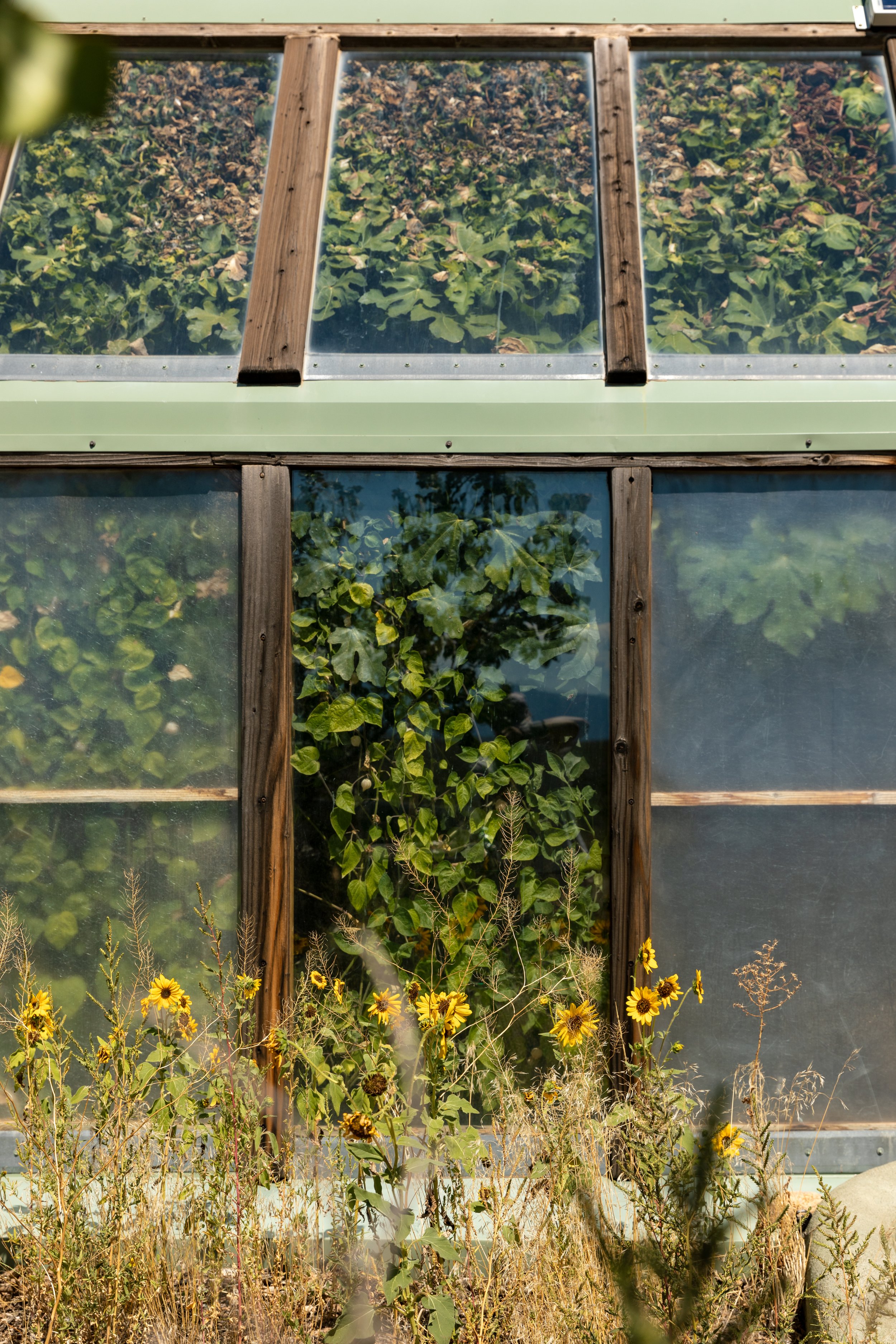 Sunflower plants grow in front of a small greenhouse with wooden and glass panels, containing leafy green plants inside.