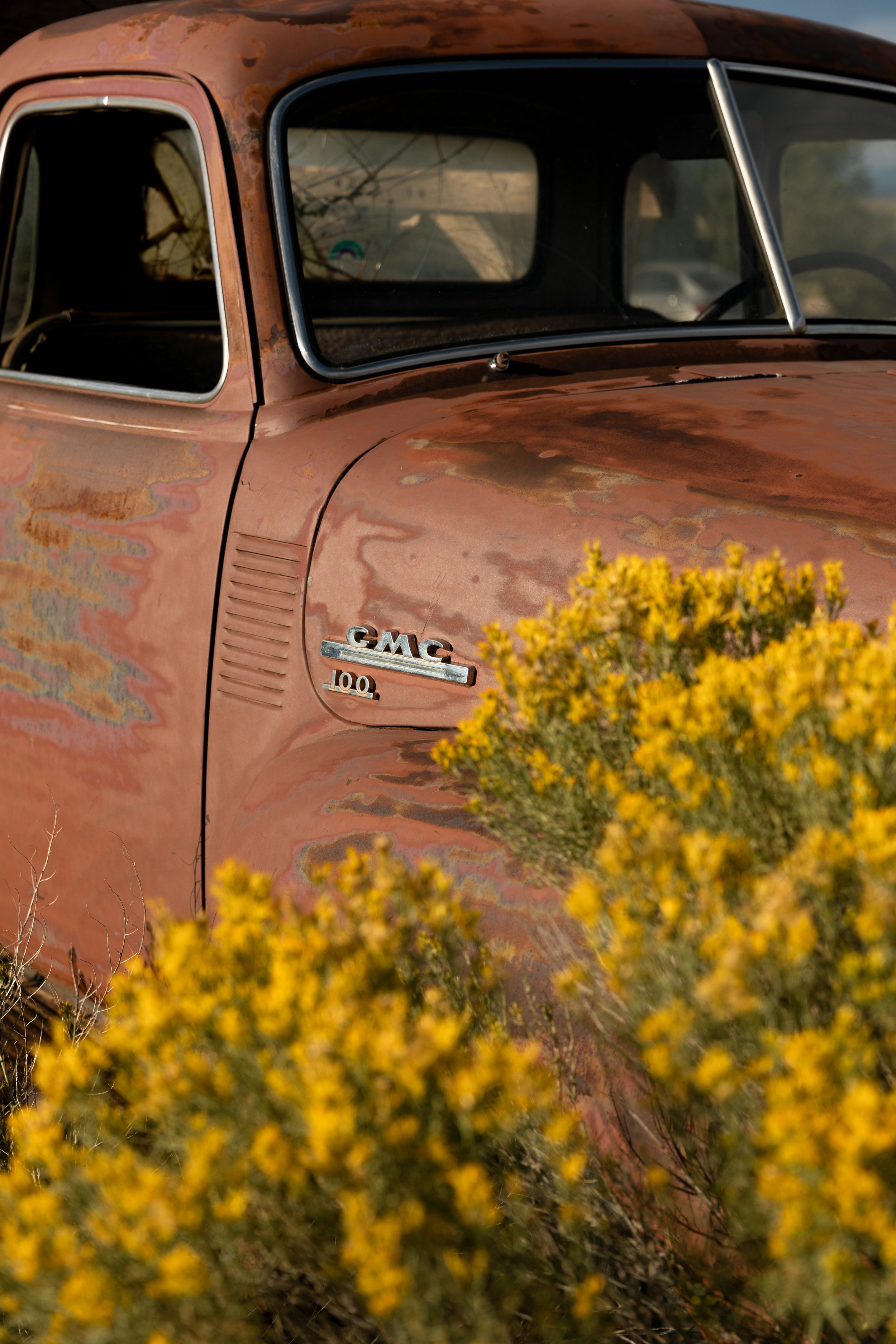 Close-up of an old, rusty GMC 100 truck, with yellow flowers in the foreground.
