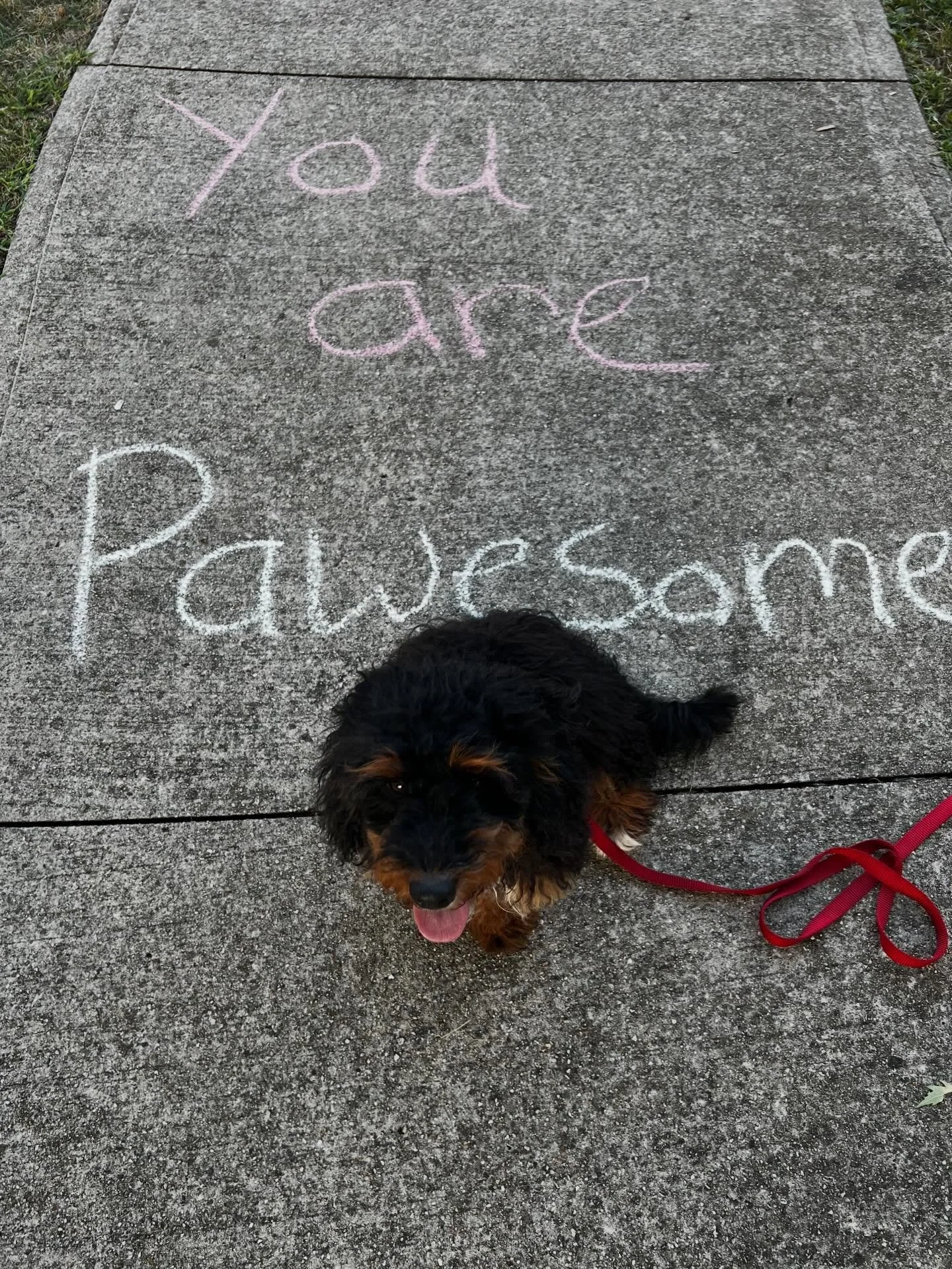 You are ✨ pawesome ✨
