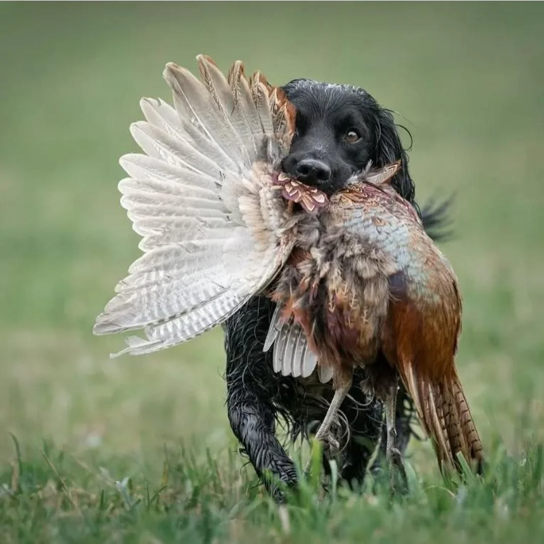 The Field & Feather Package